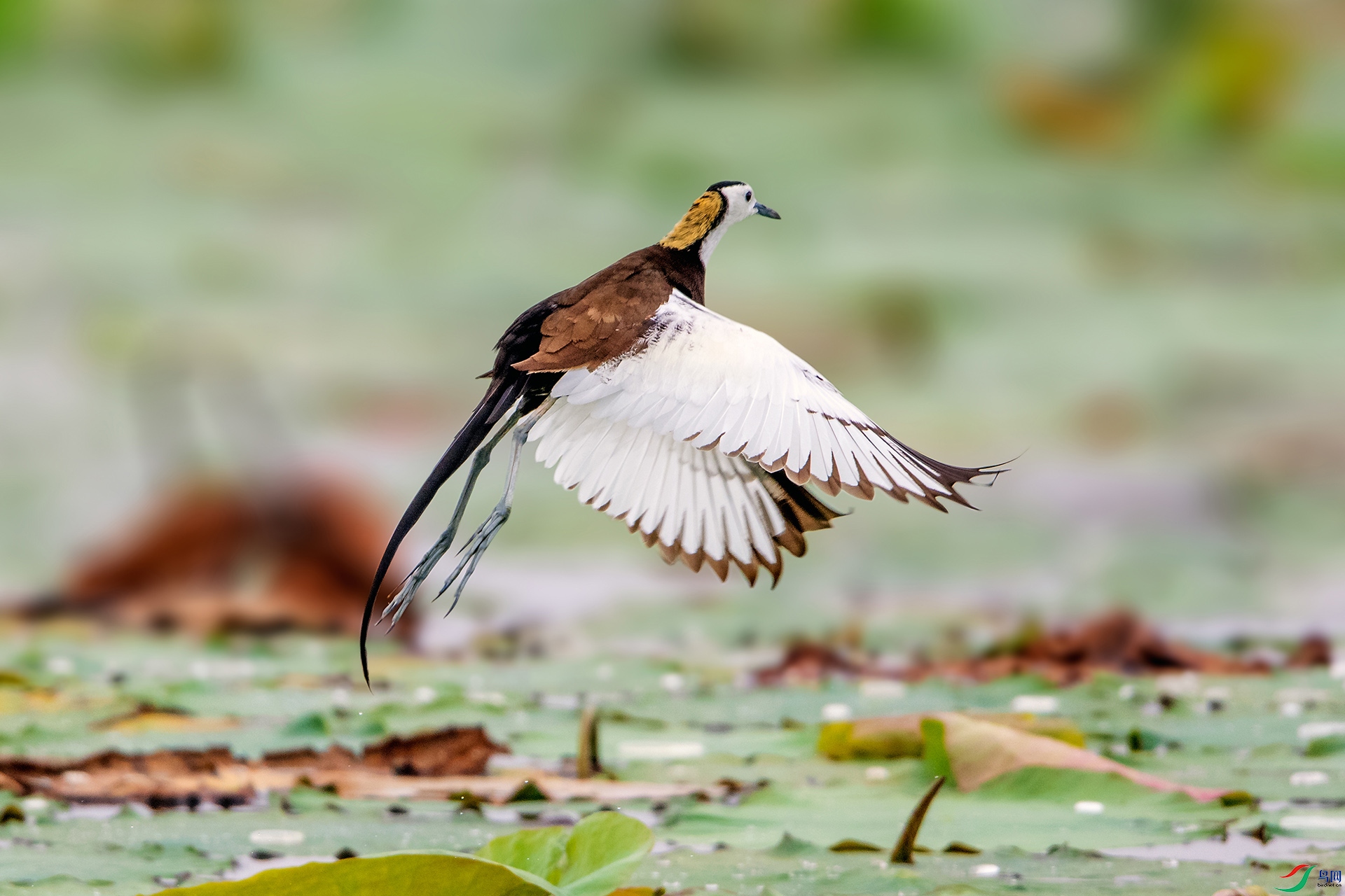 ��_AUU0411��ˮ�S(23.6.9)-1.jpg