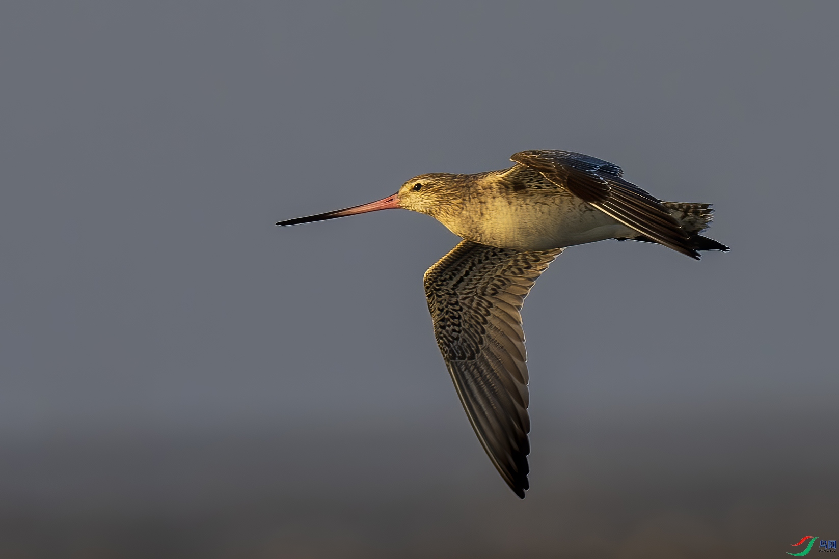 ��β����