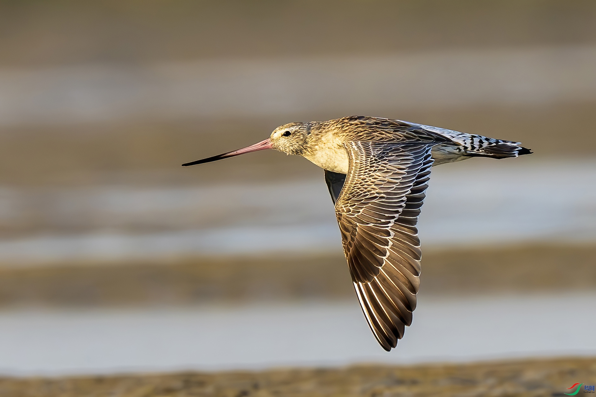 ��β����