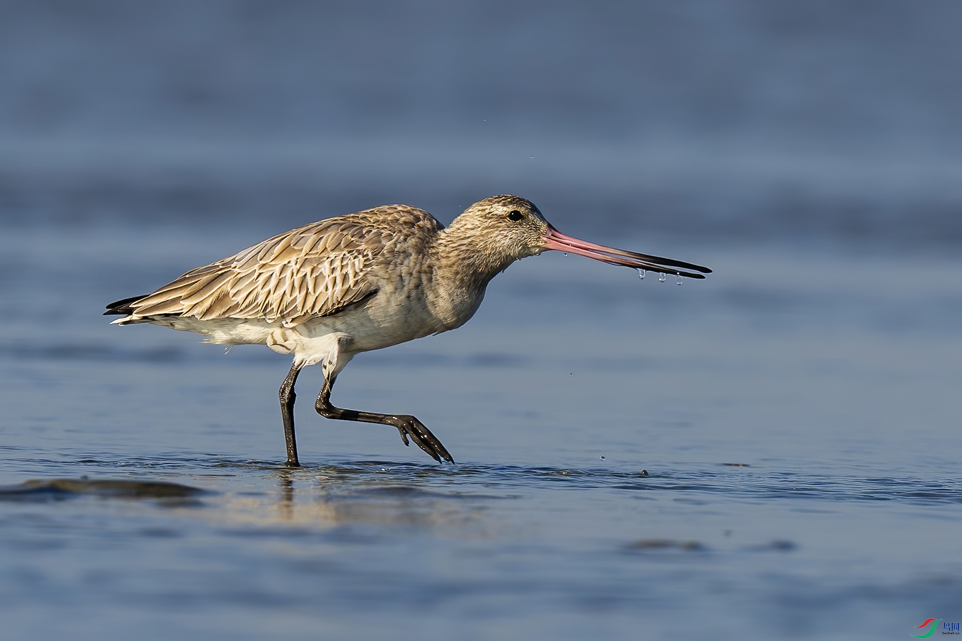 ��β����