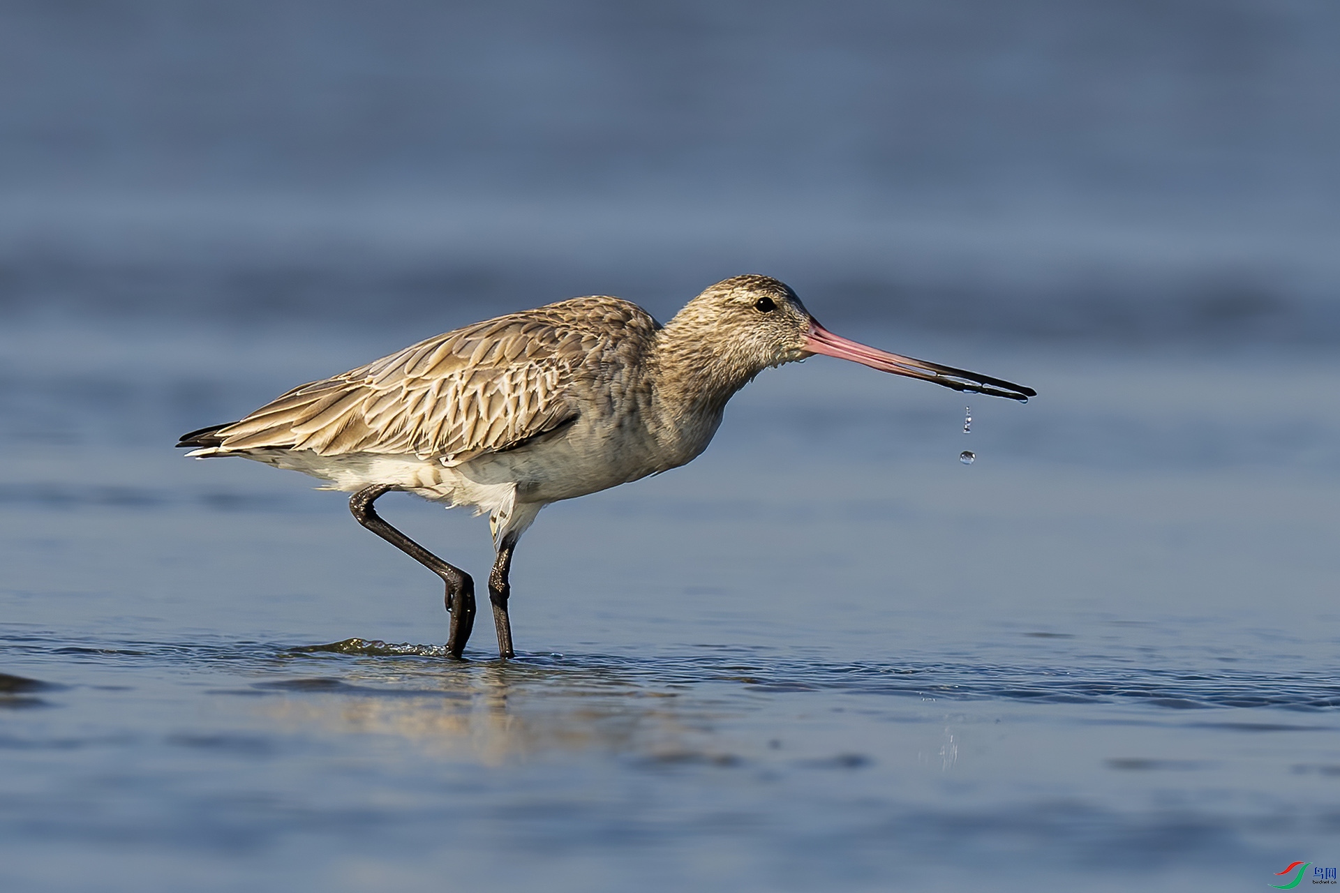 ��β����