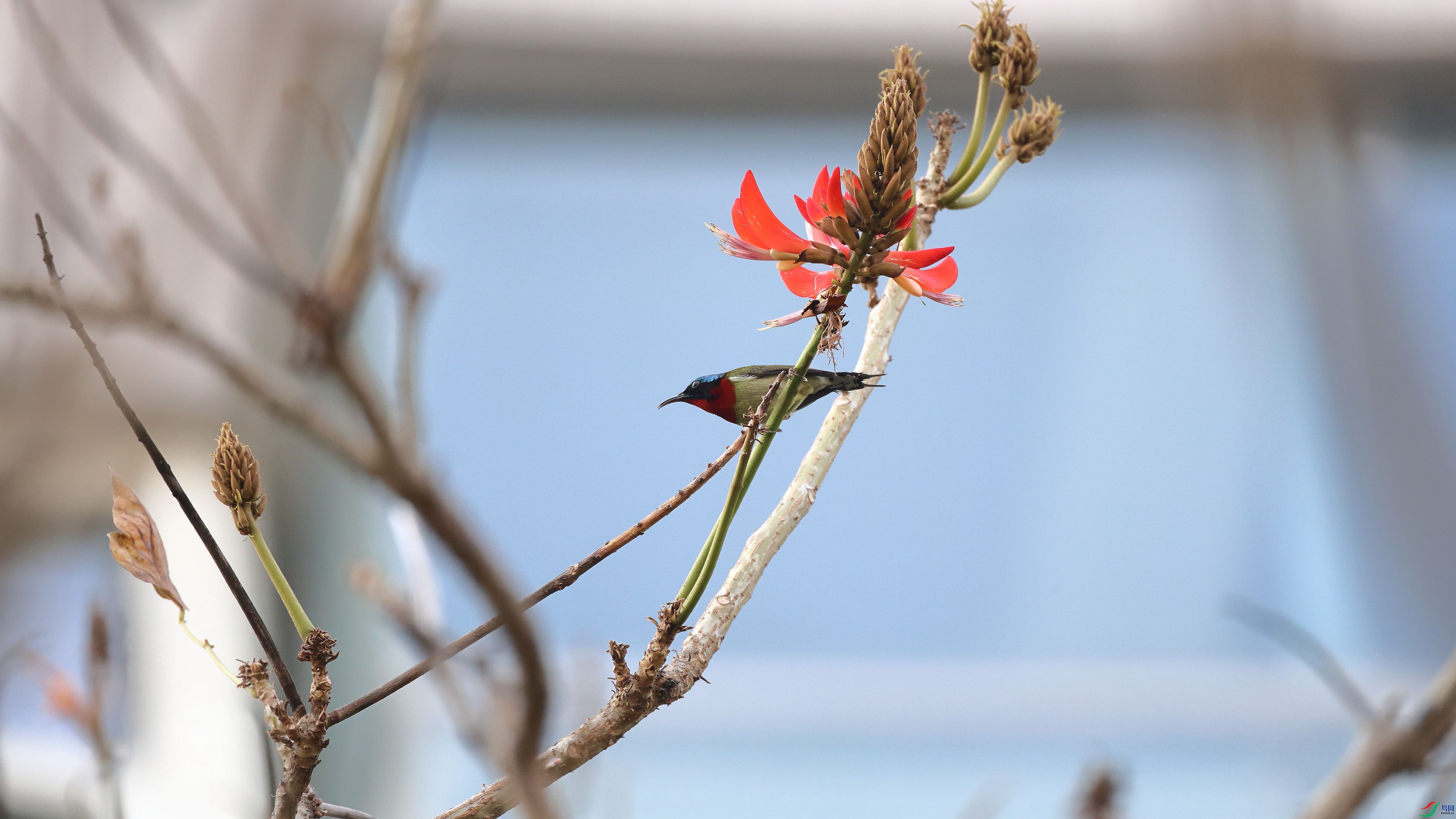 IMG_7051-full.JPG