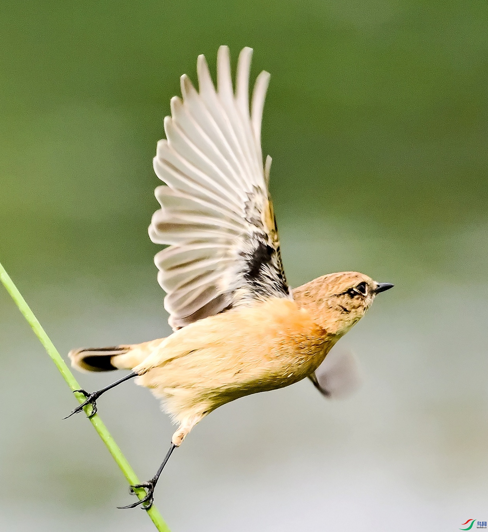 DSC_8953---_conew1.jpg