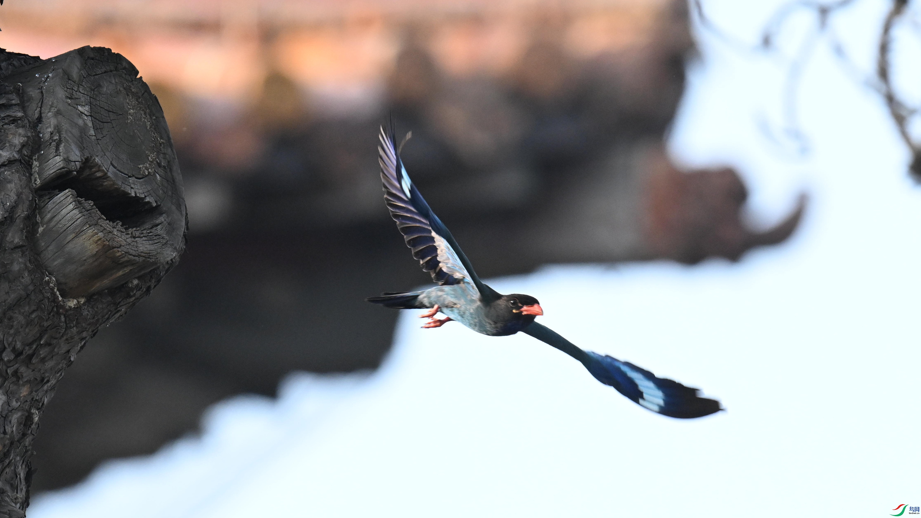 ������ (1).jpg