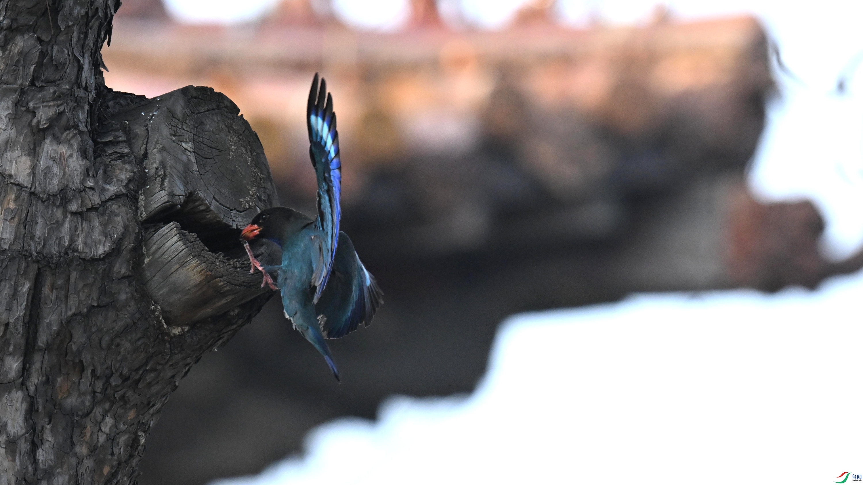 ������ (4).jpg