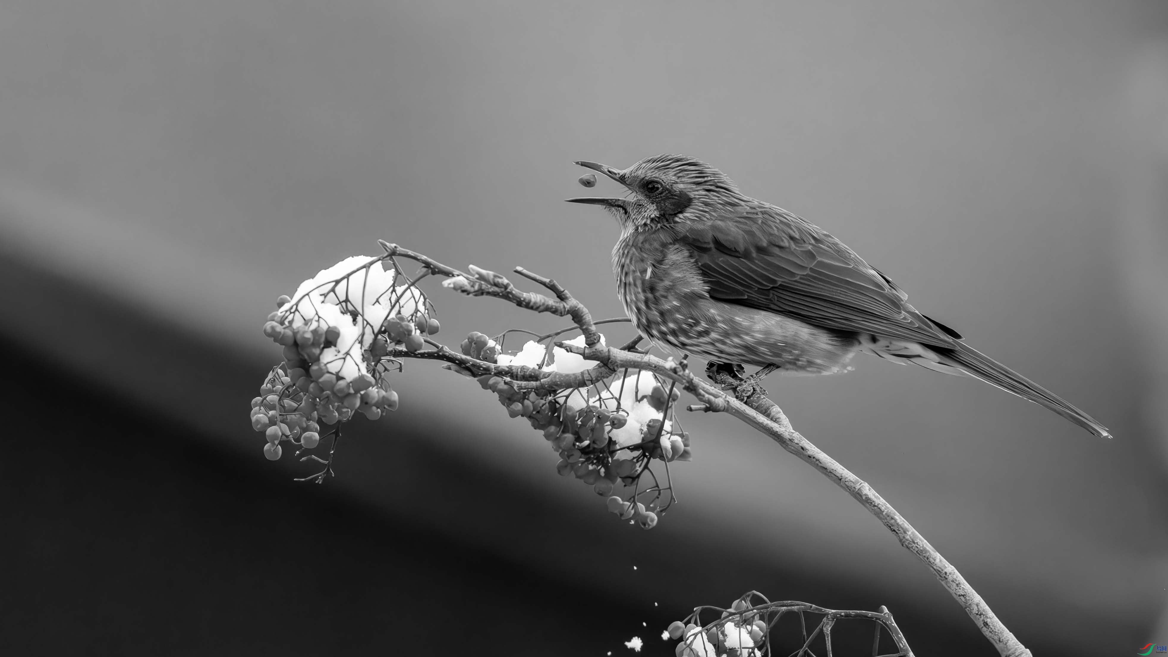 DSC04205-1.jpg