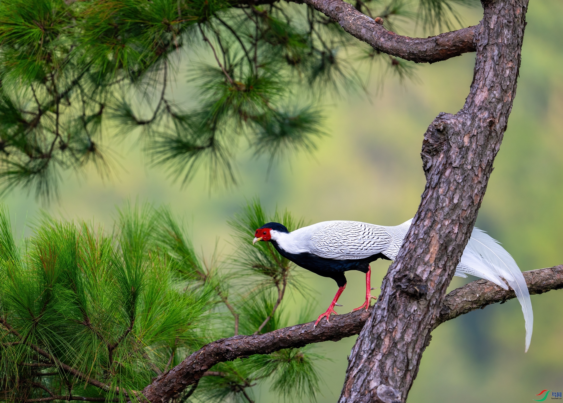 DSC_8262-1.jpg