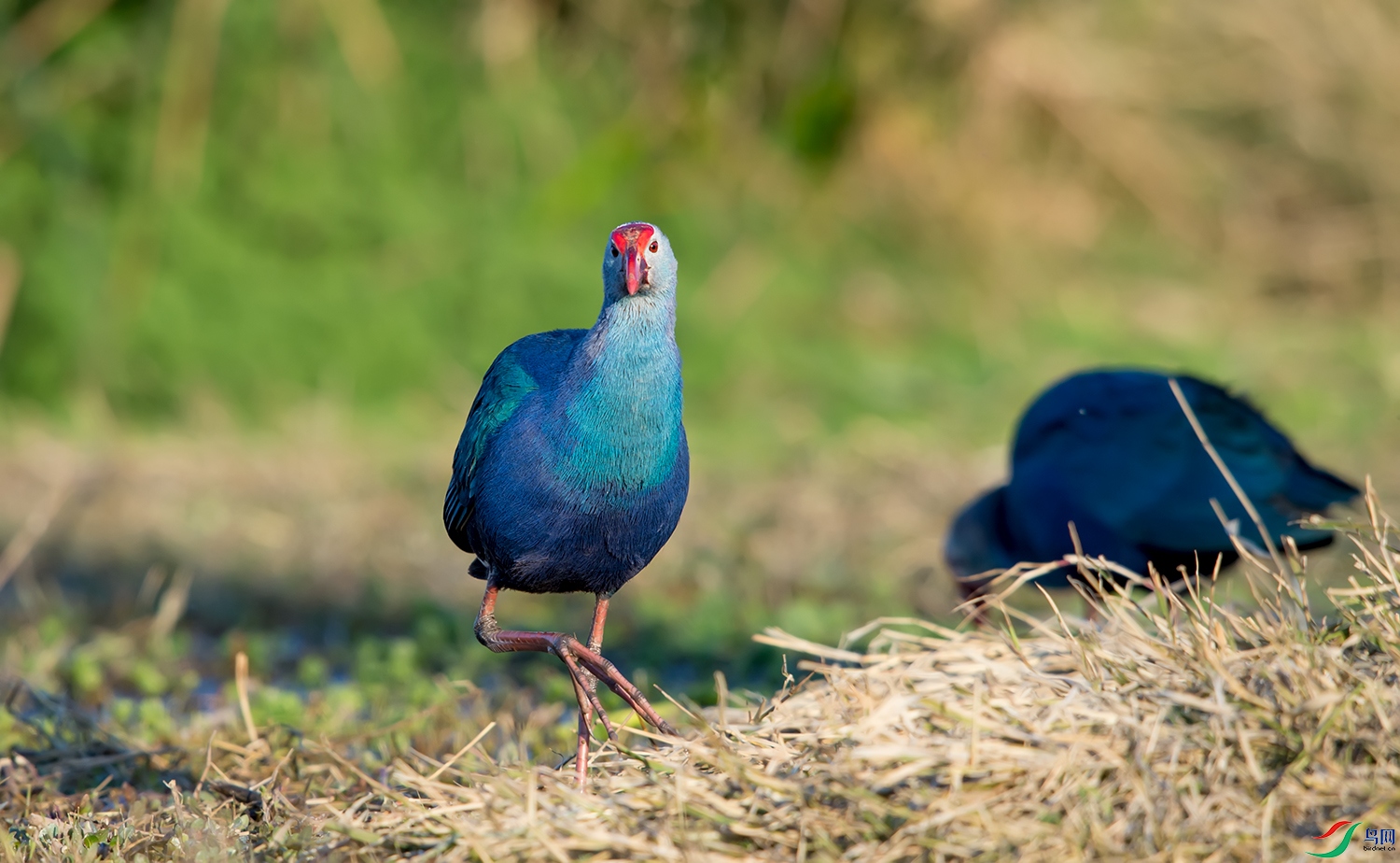 DSC_1306.jpg