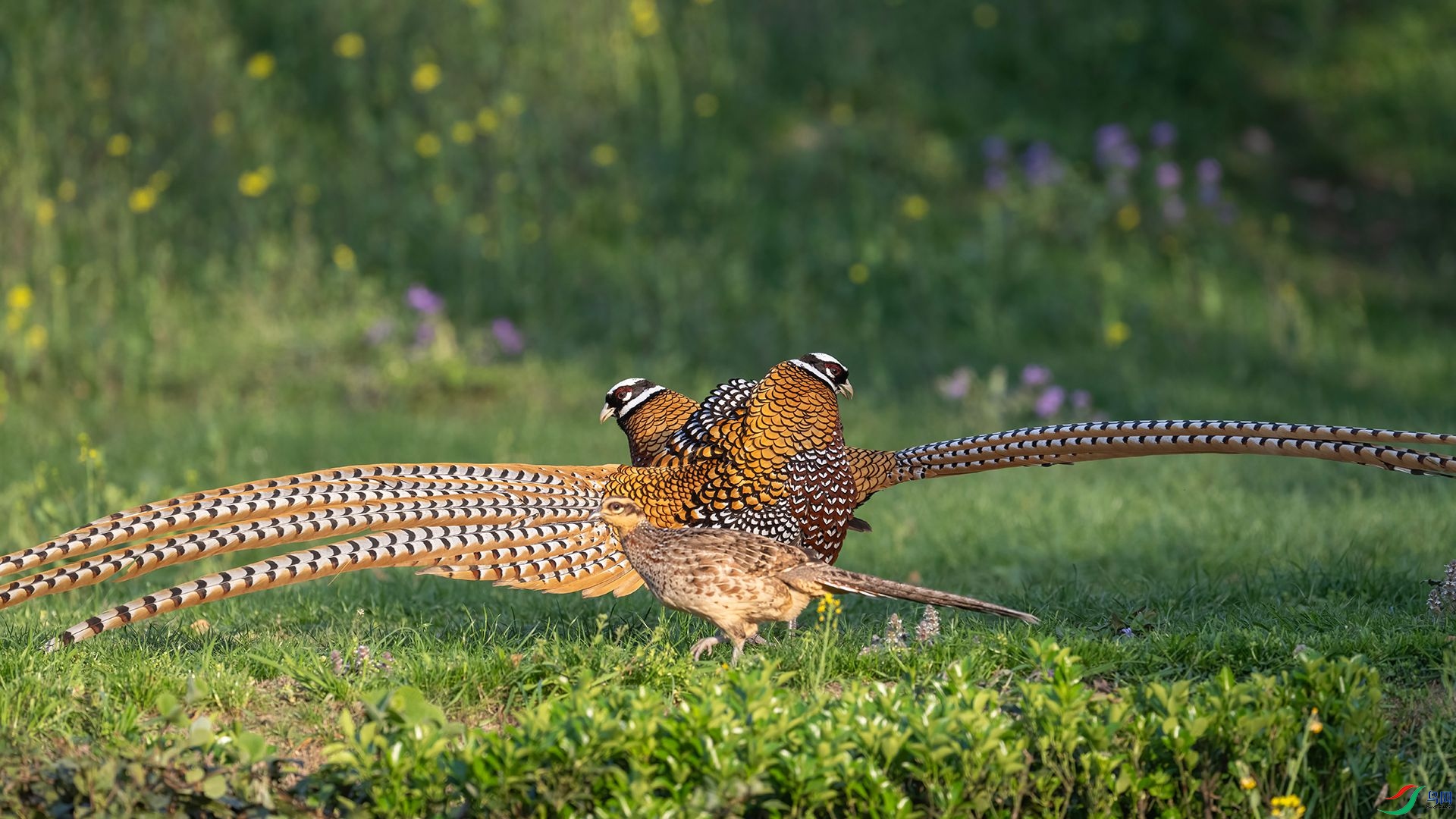 _DSC5293 ����.jpg