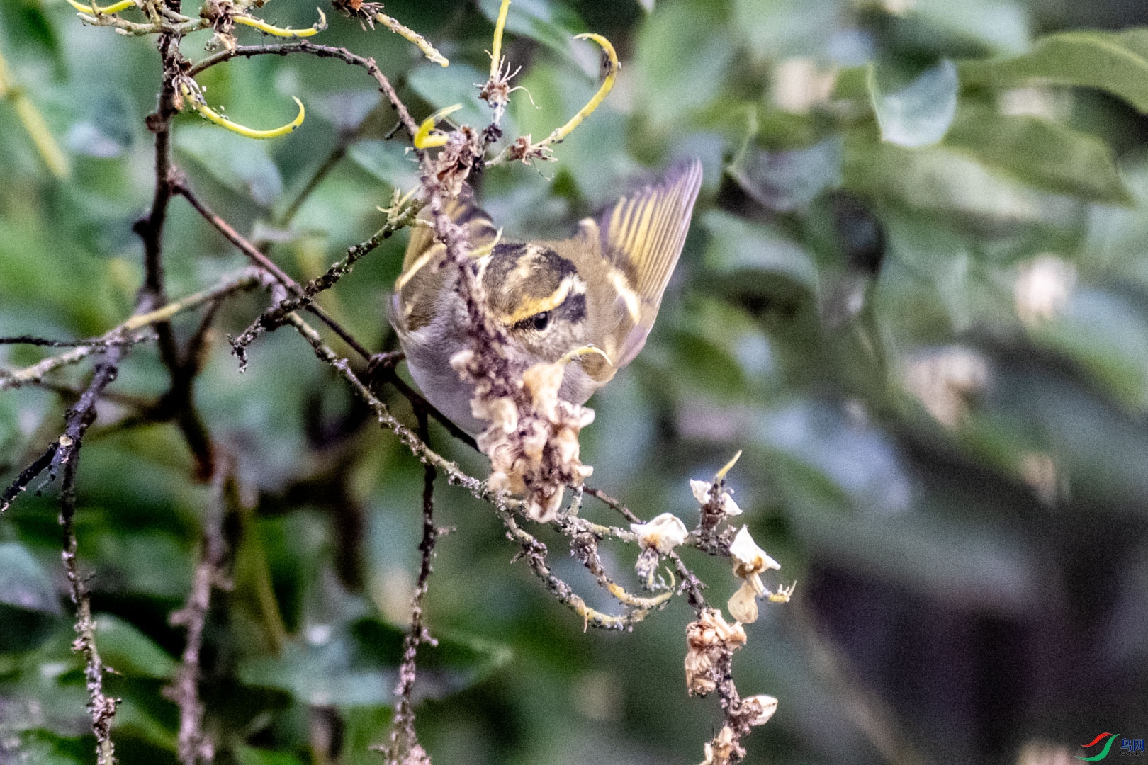 DSC_7455.jpg