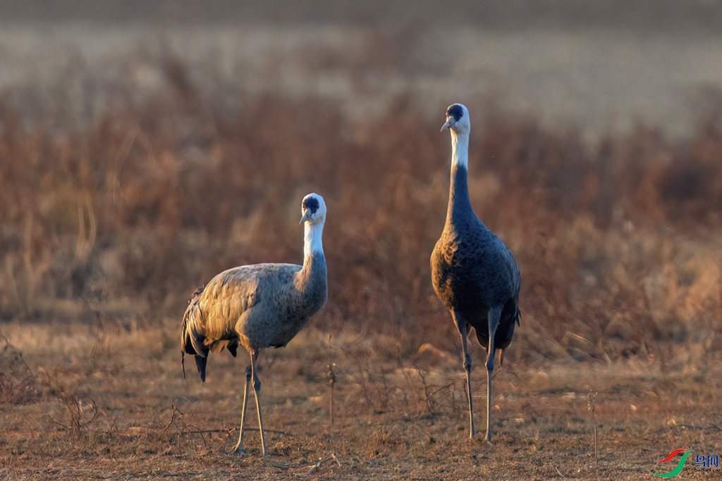 0G6A0936 ����.jpg