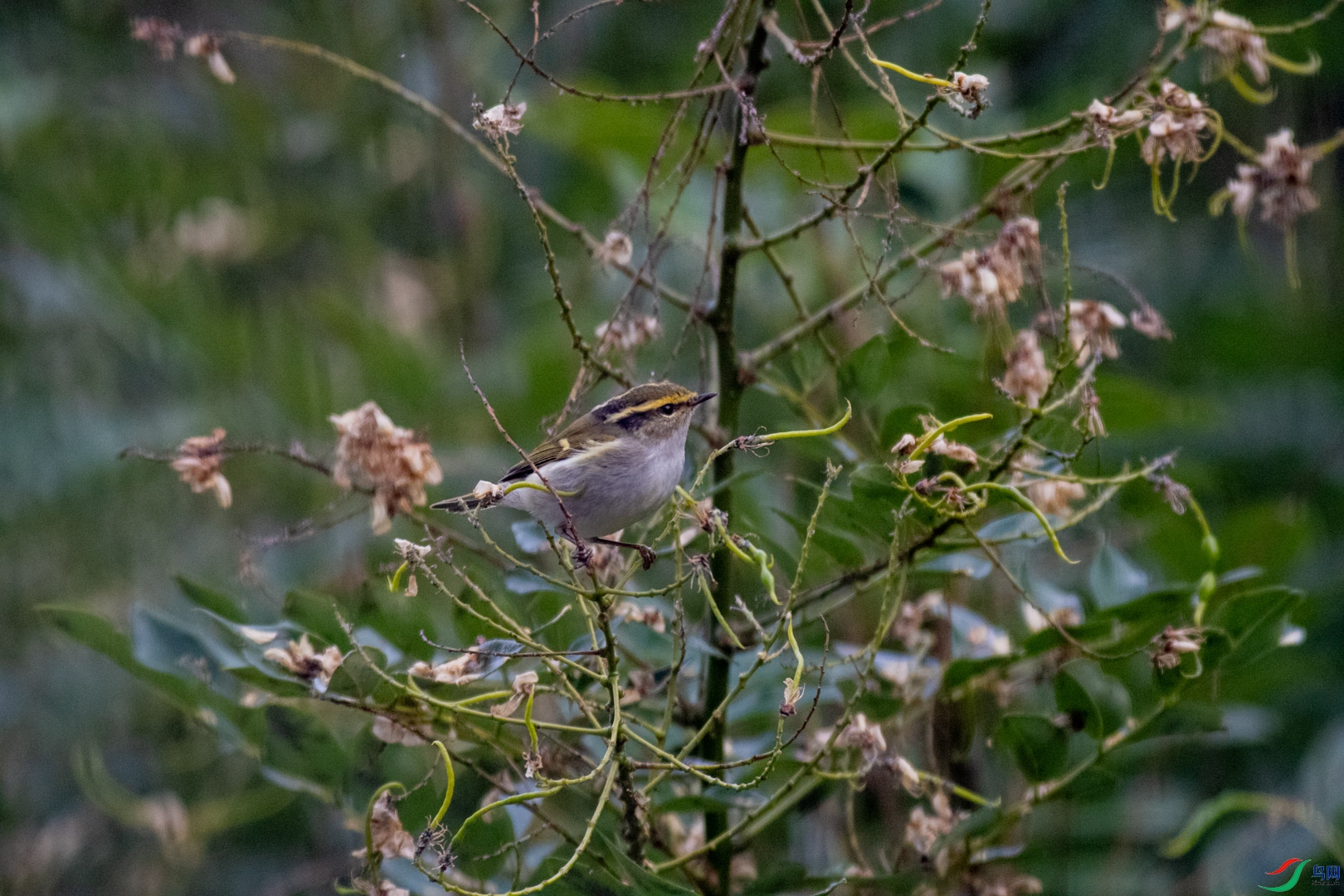 DSC_7387.jpg
