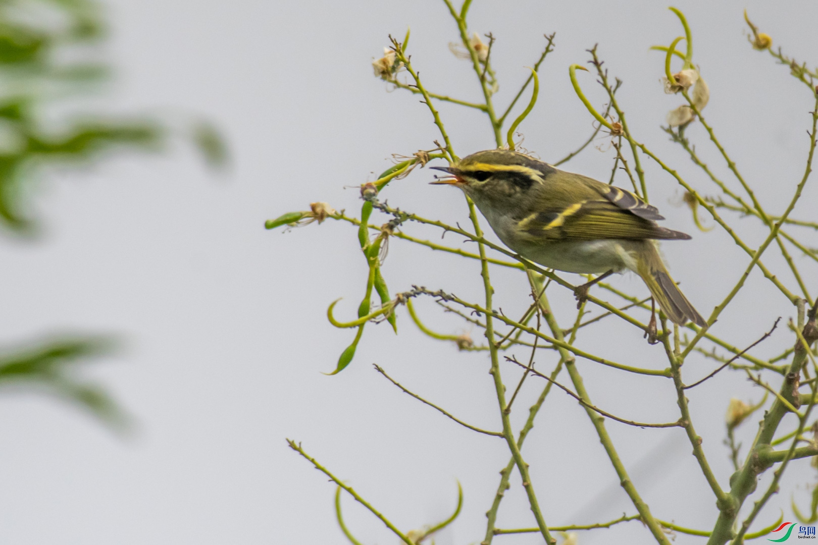 DSC_7223_1.jpg