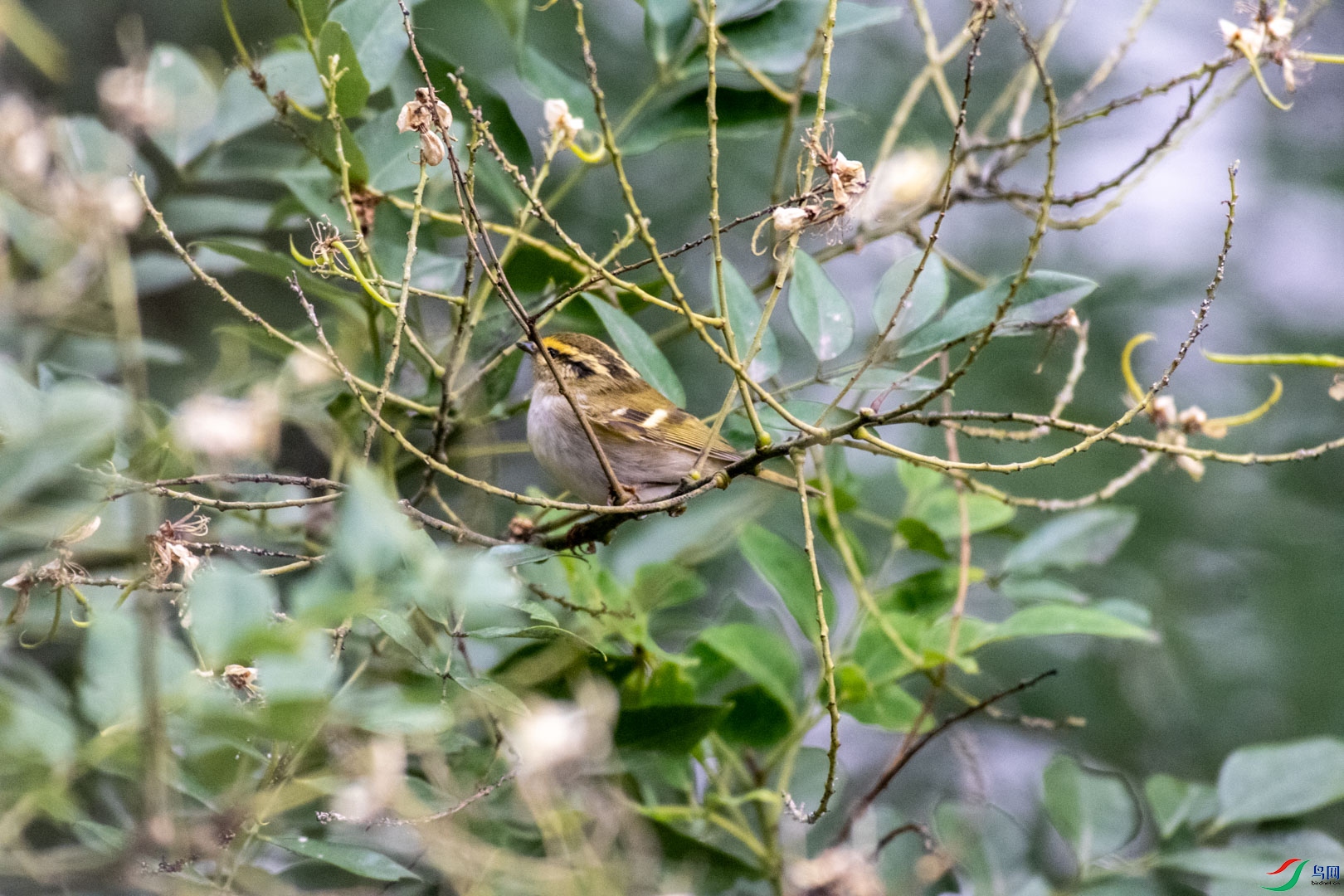 DSC_7193_1.jpg