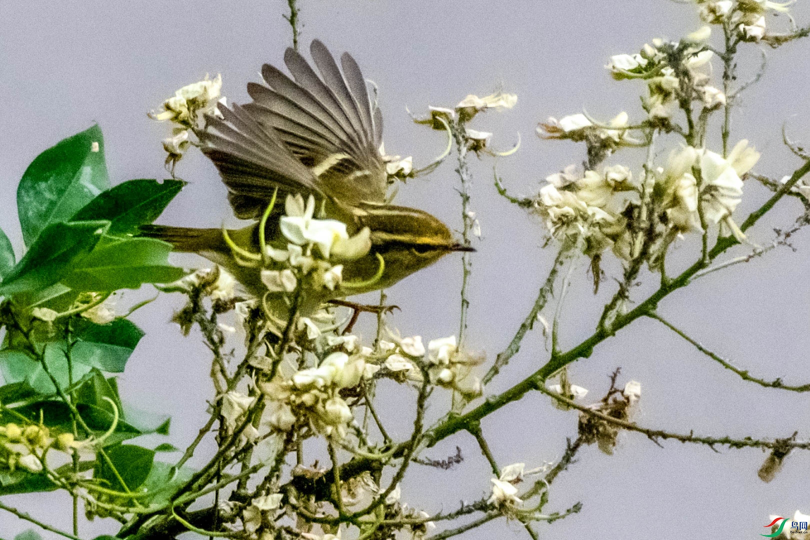 DSC_7137_1.jpg