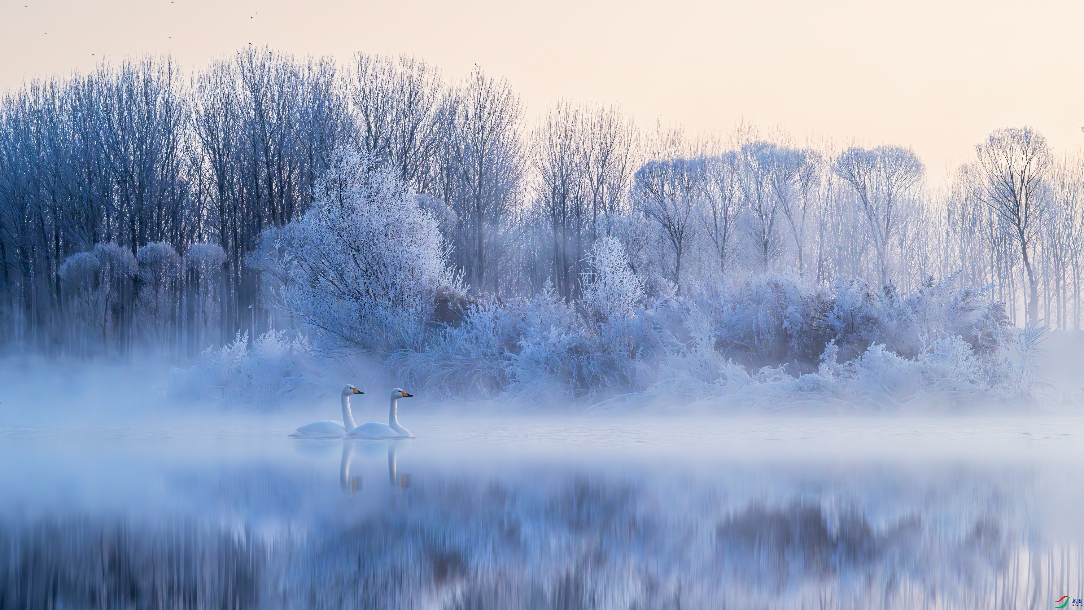 ����ѩ��