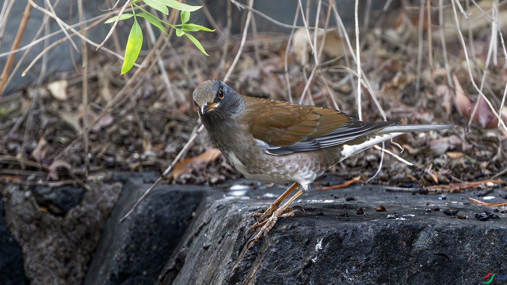 DSC_9785-����ǿ-NR ����.jpg