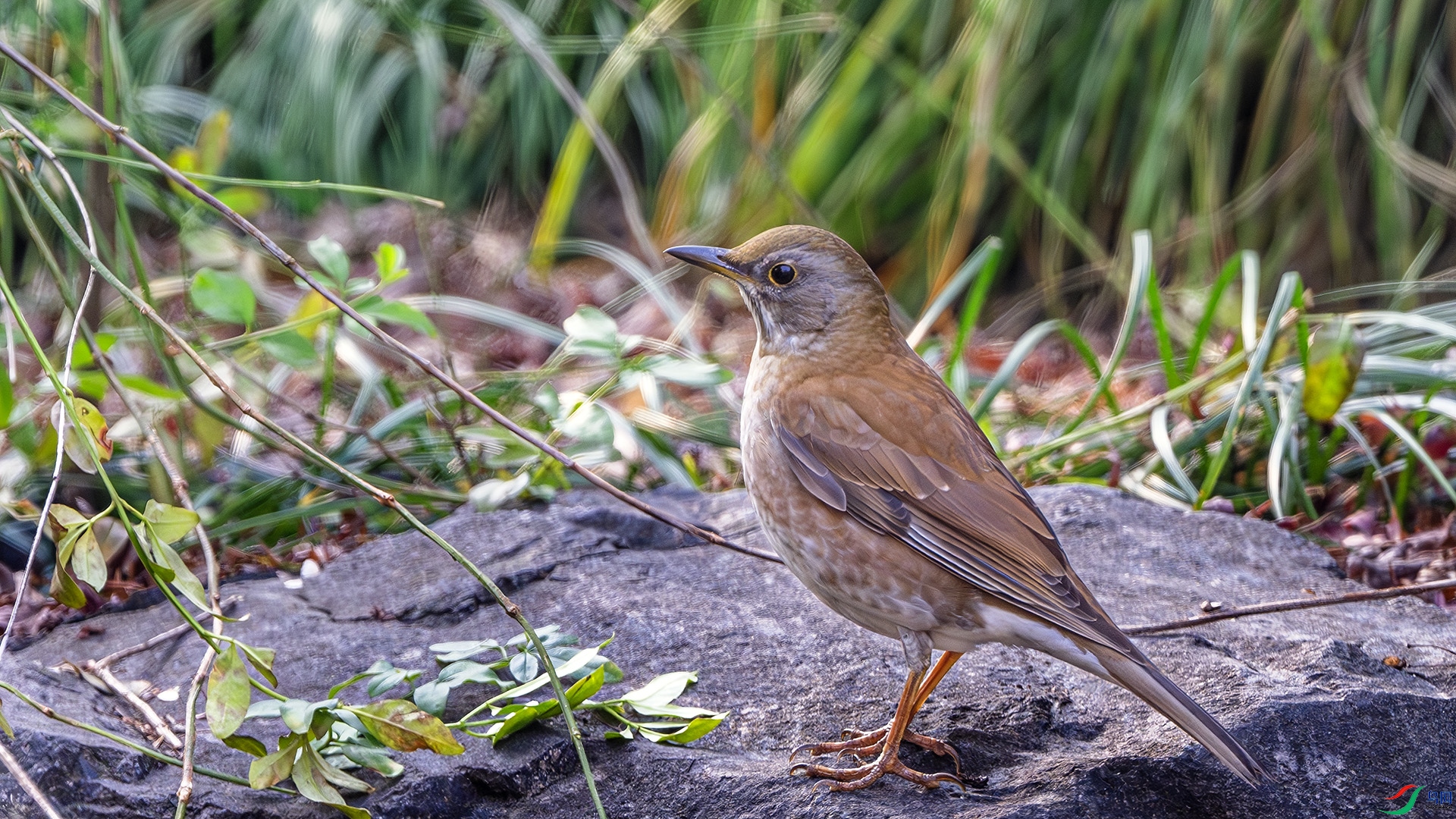 DSC_9803-����ǿ-NR ����.jpg