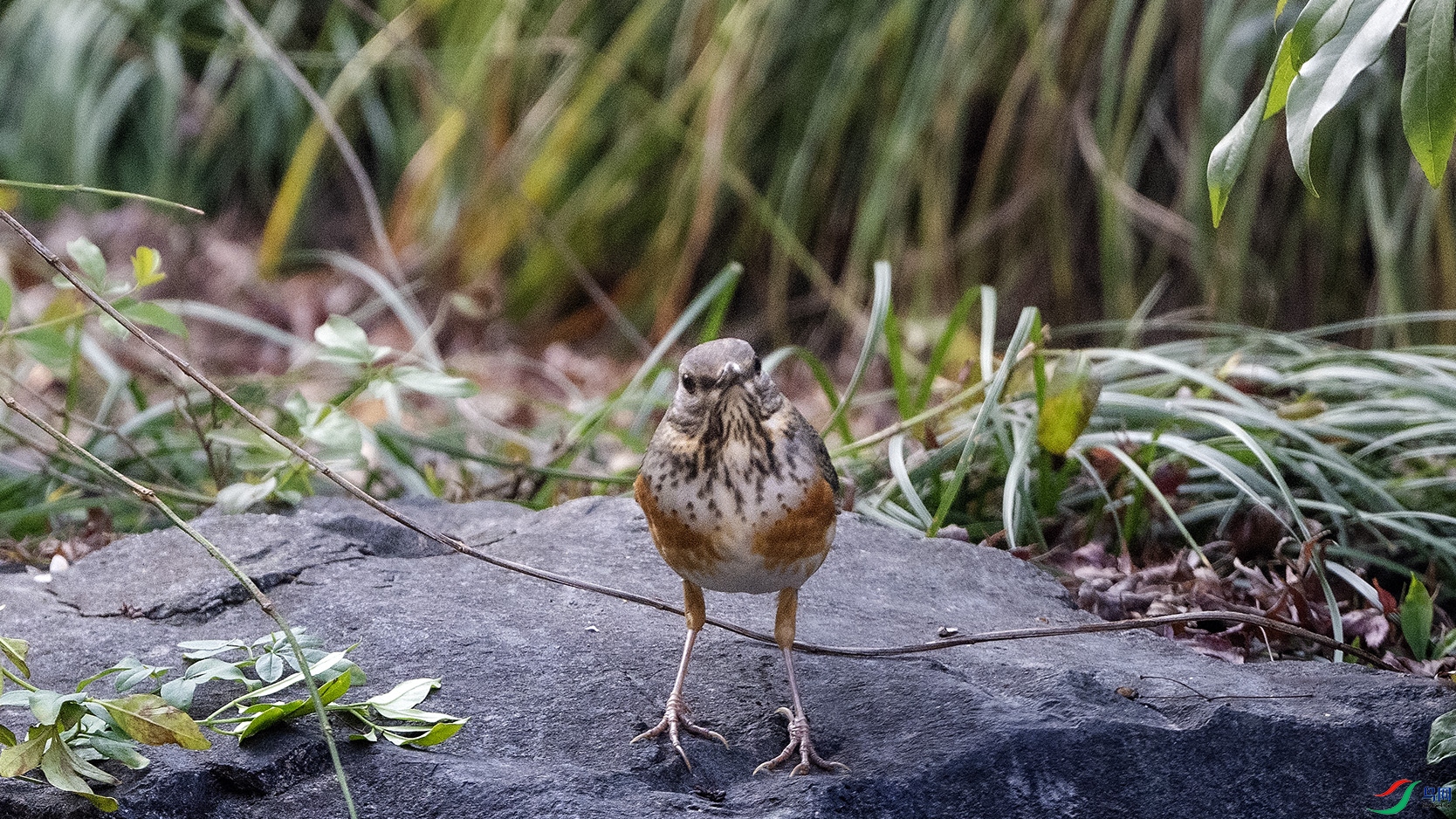 DSC_9760 ����.jpg