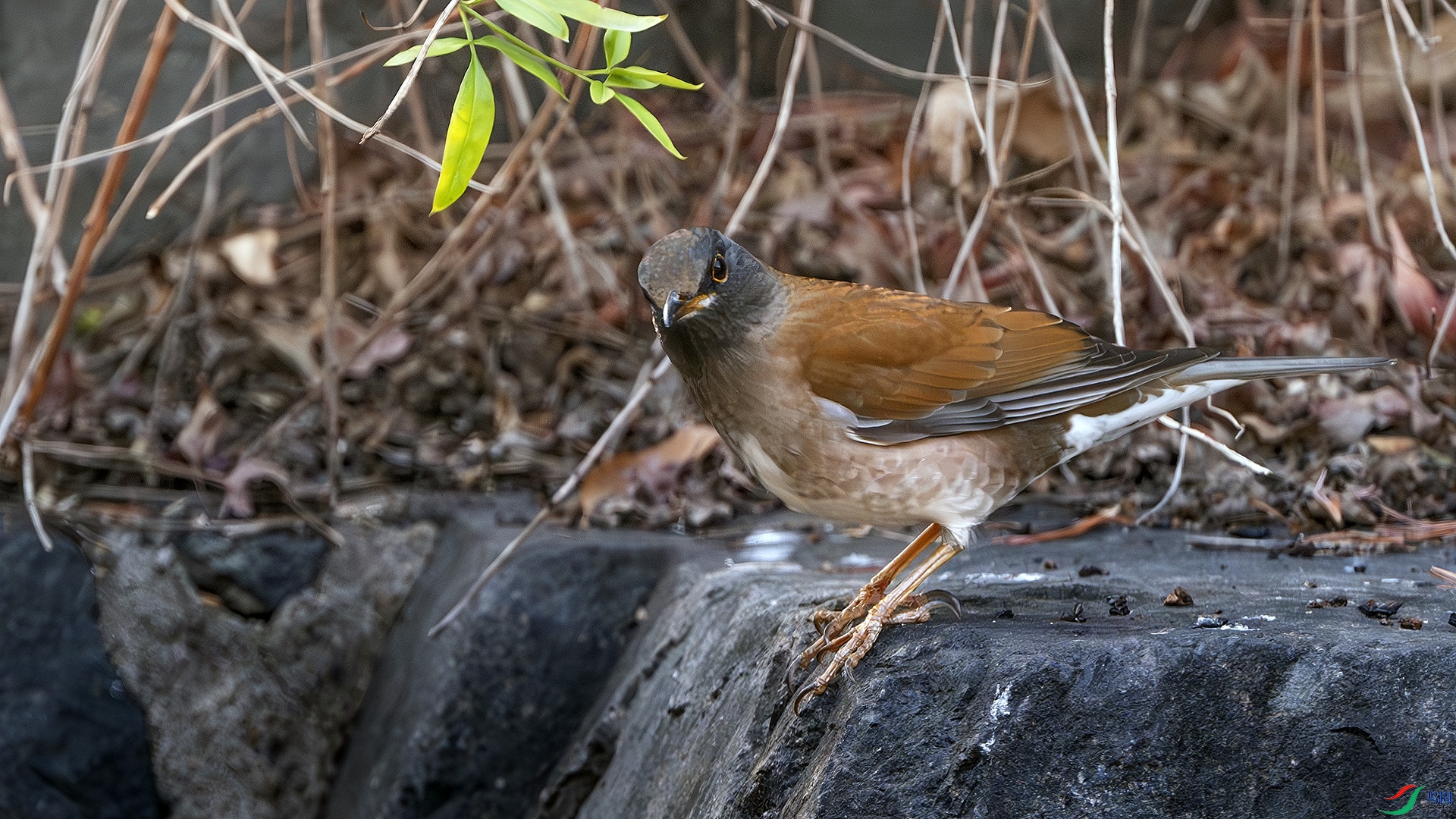 DSC_9785-����ǿ-NR-1 ����.jpg