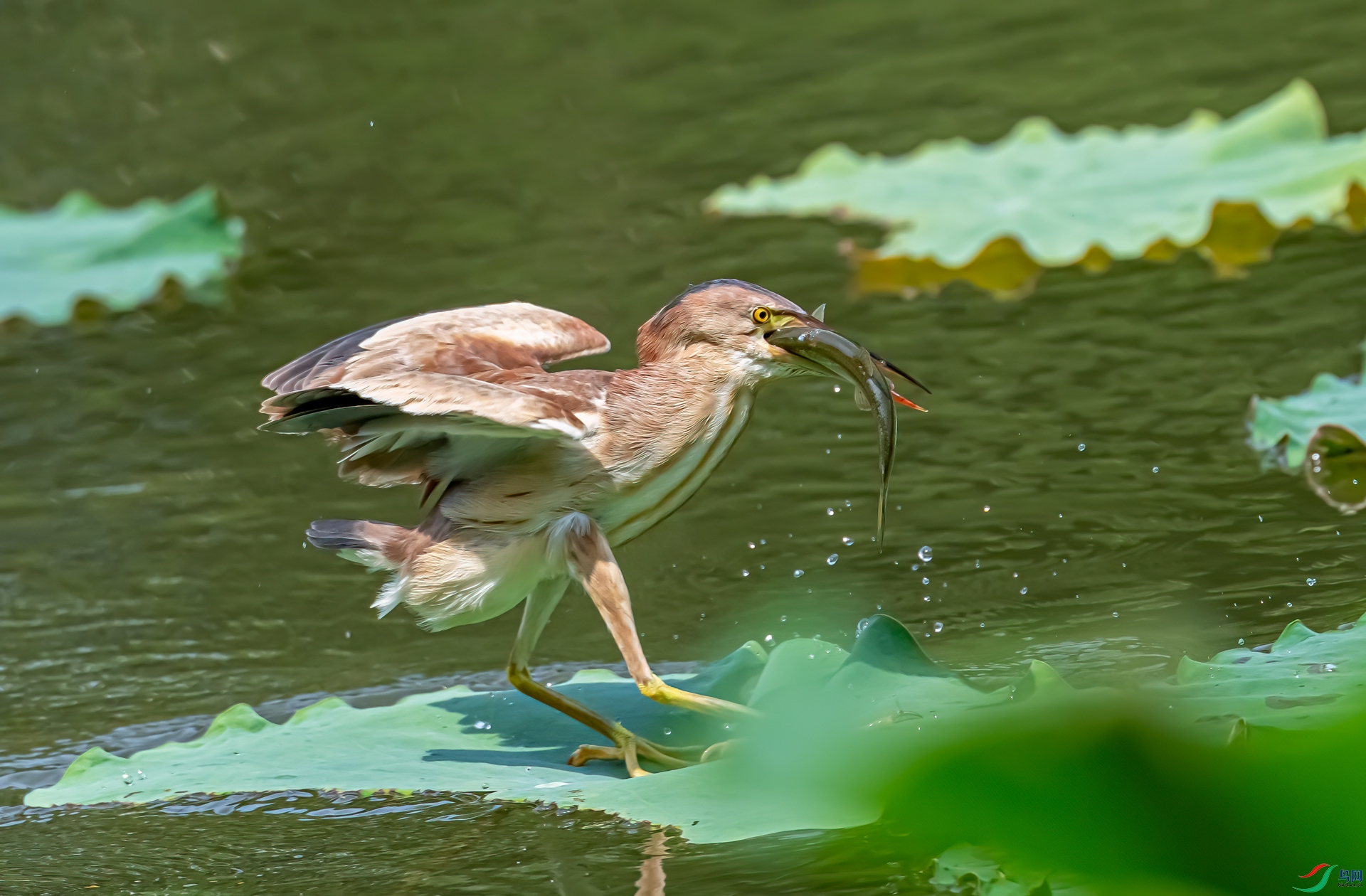 DSC_6425-1.1jpg.jpg