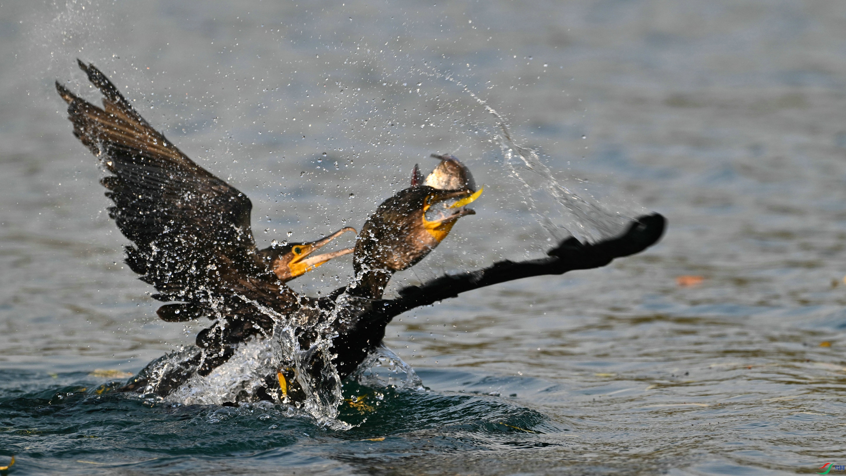 DSC_4523.JPG