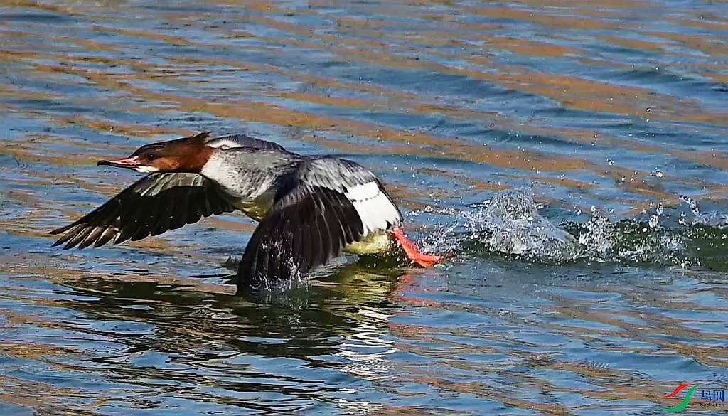 DSC_0167.JPG