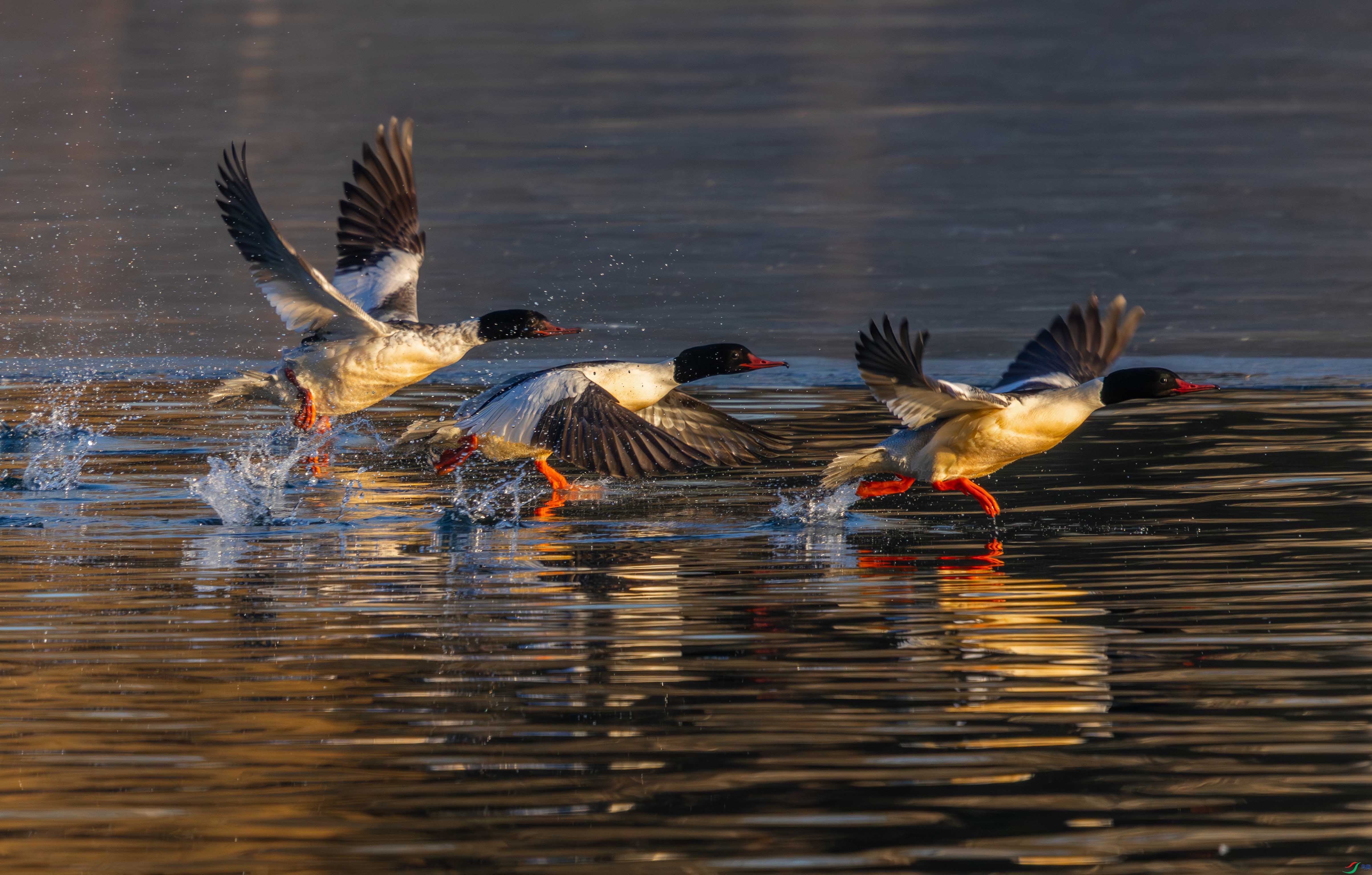 0K1A5278-1 ����.jpg