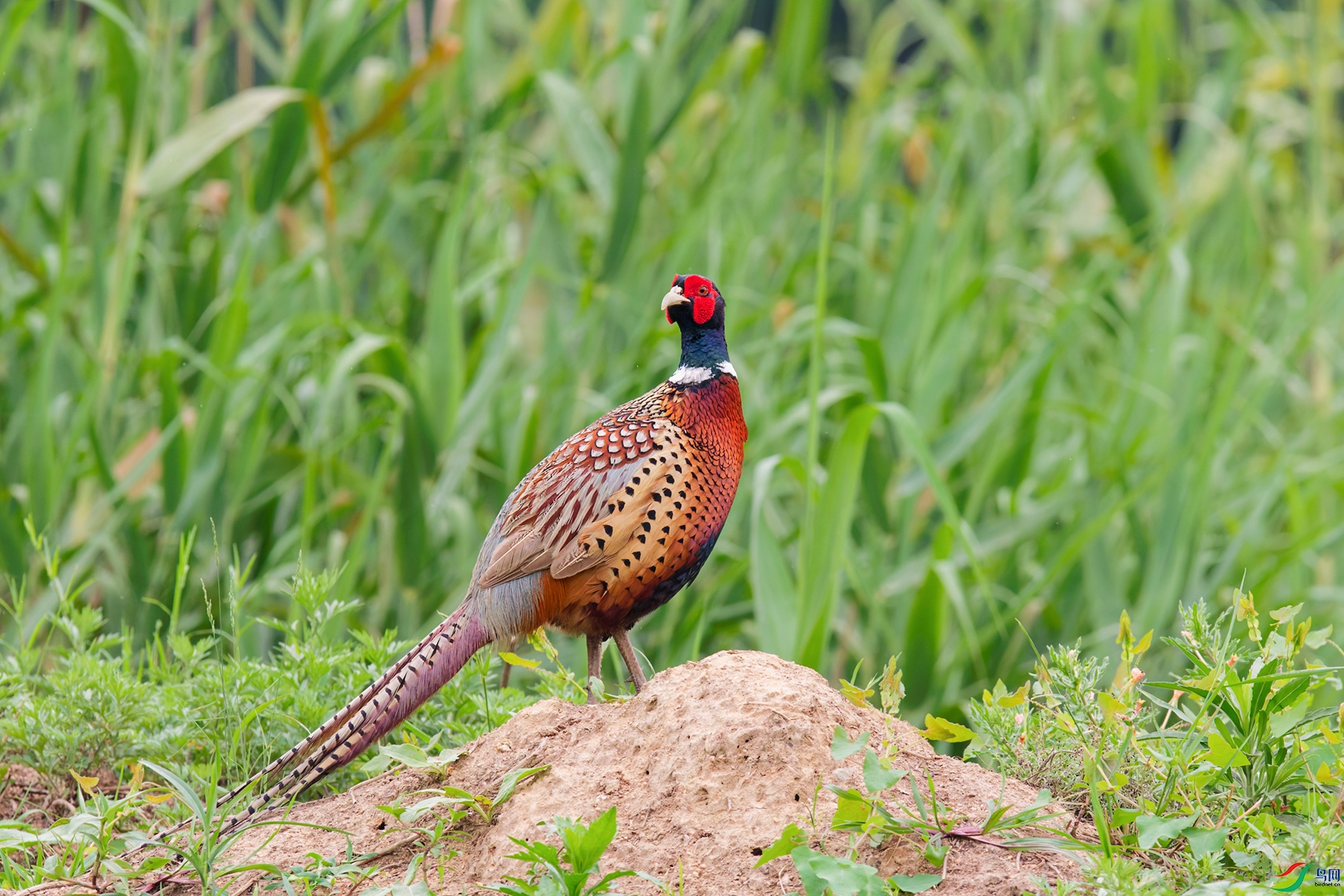 DSC_6860_DxO_DxOa.jpg