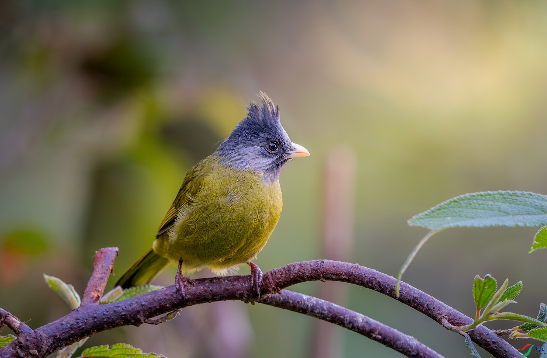 DSC_7524.jpg