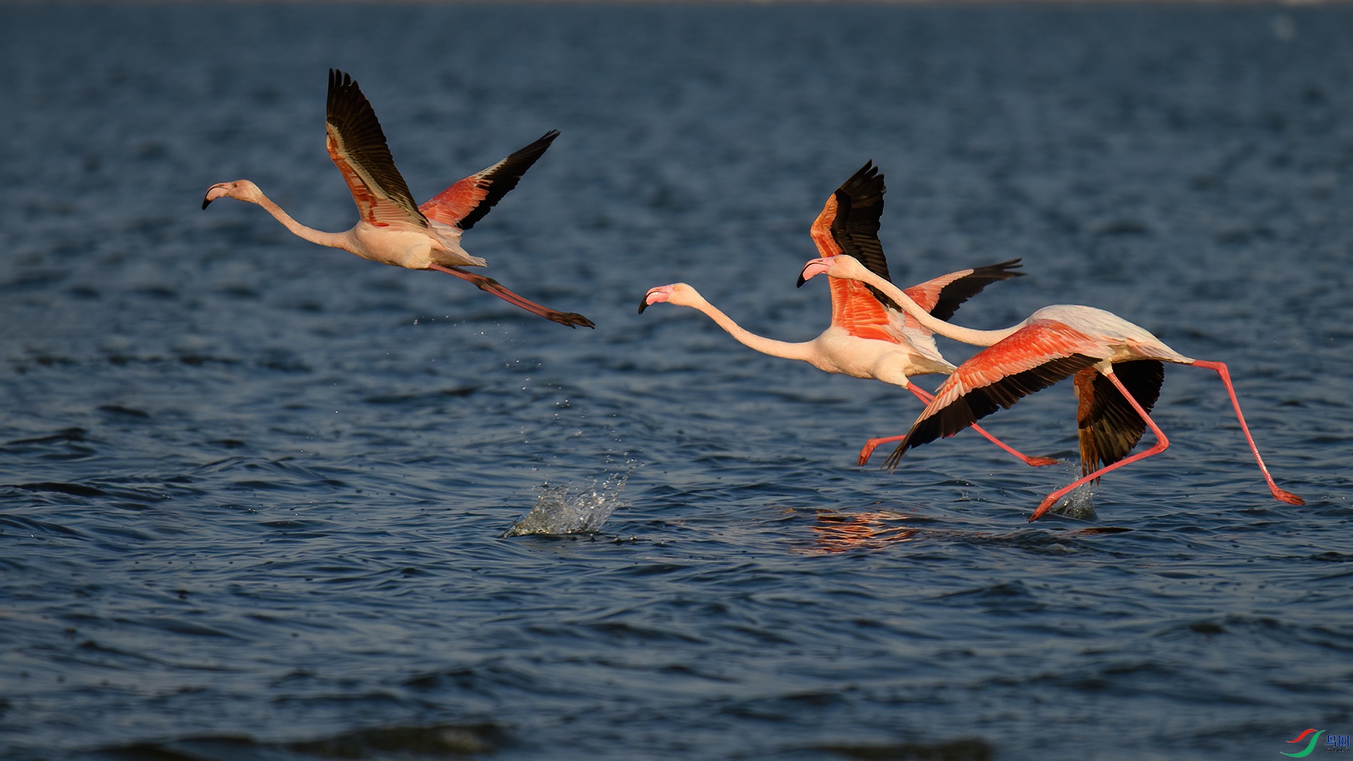 DSC_0232-1-20250110�� .jpg