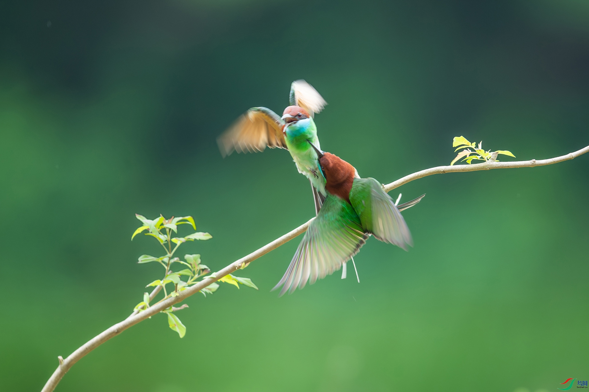 DSC_9571-����ǿ-NR.jpg