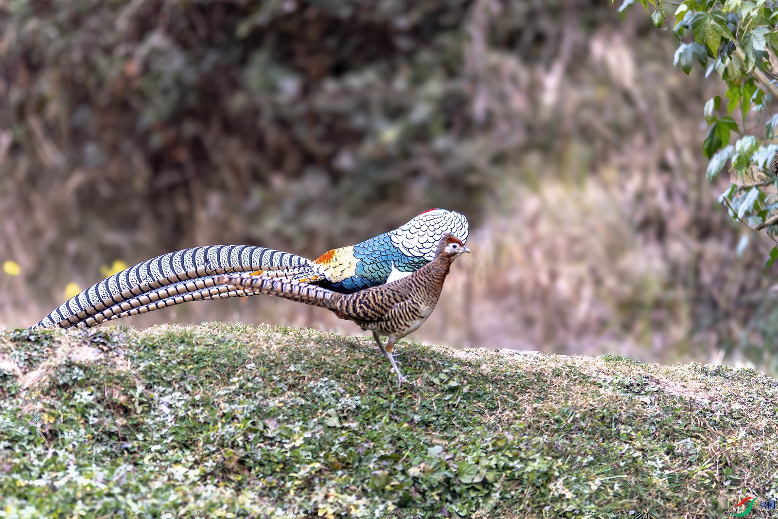 DSC_8567.jpg