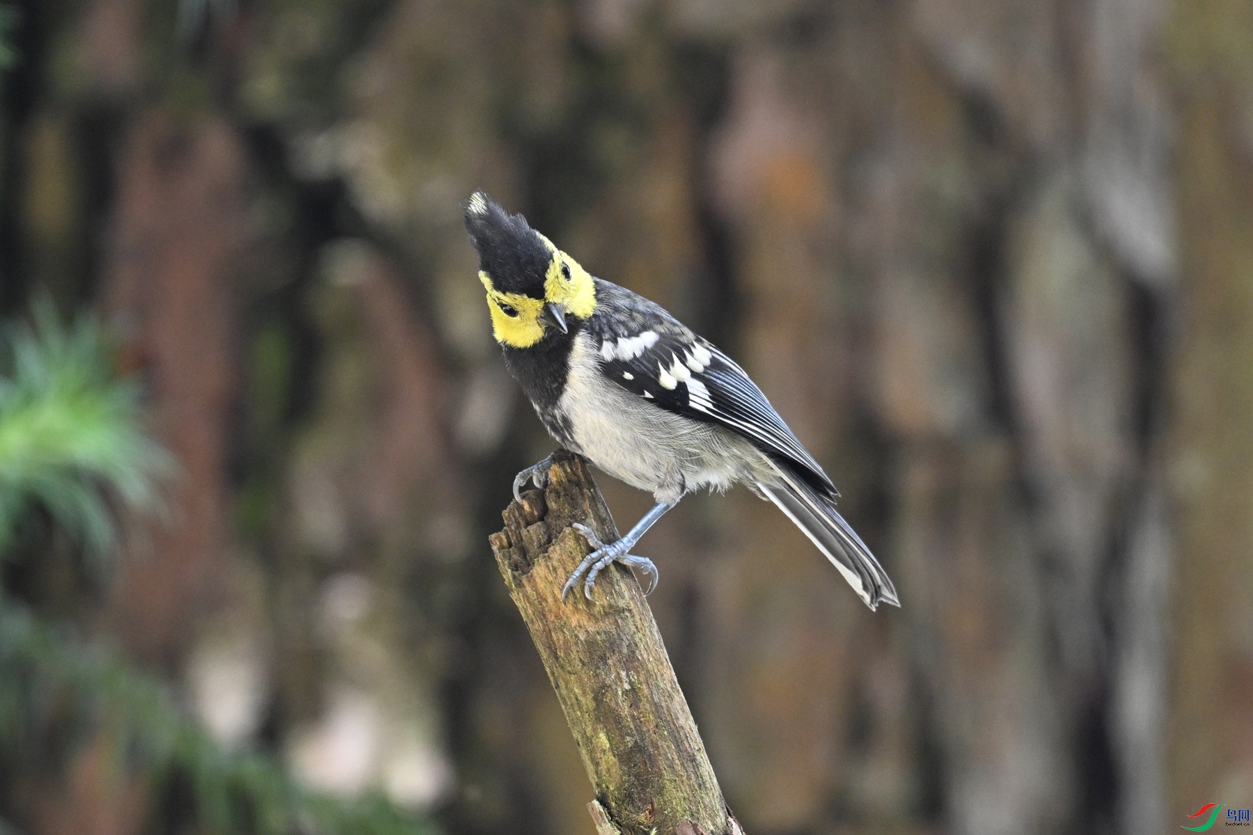 DSC_0081.JPG