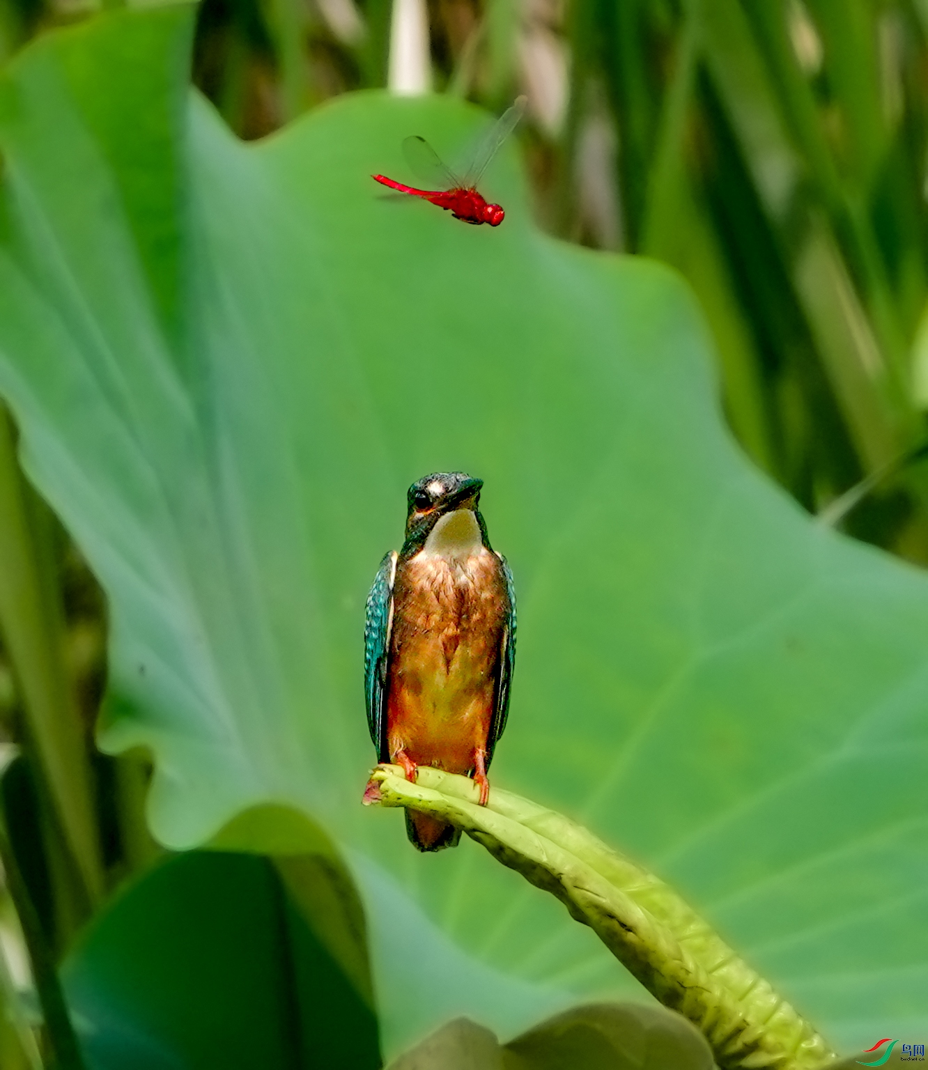 DSC08599.JPG