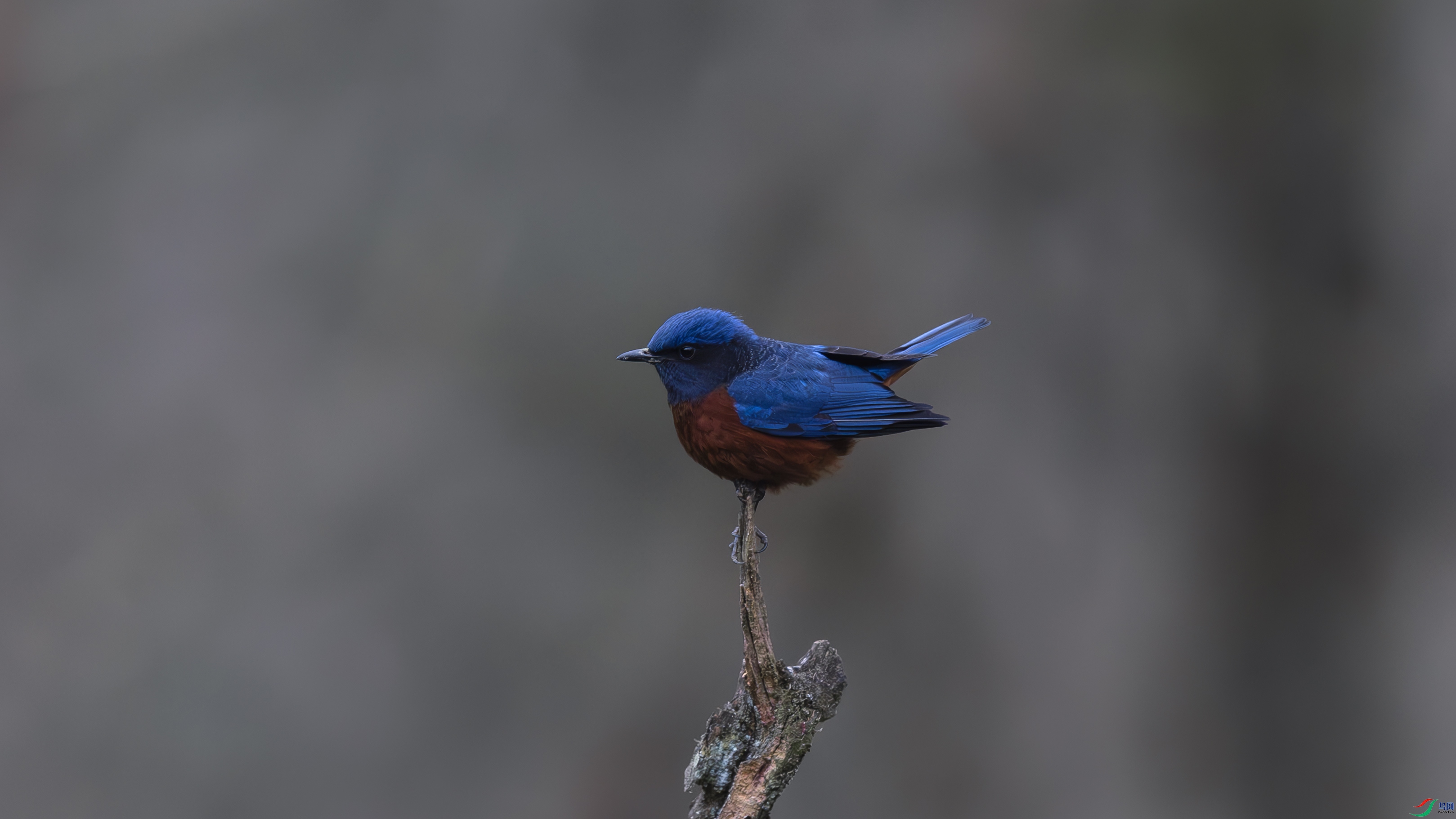 _O7A7628-5555.jpg