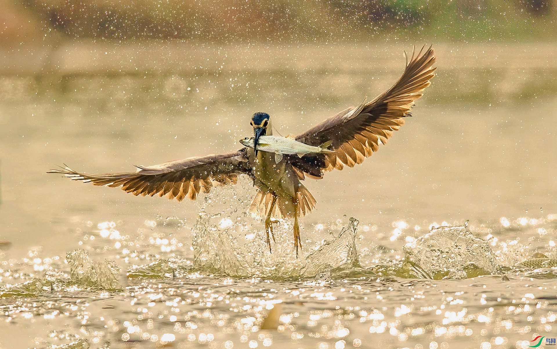 DSC_6798 ����_����_����_����_����.jpg