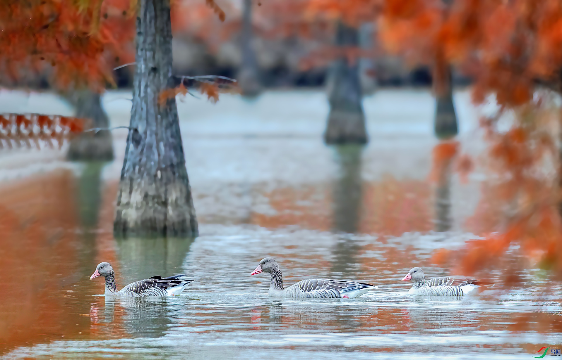 _S7I4101 ����-Sh-----1 .jpg