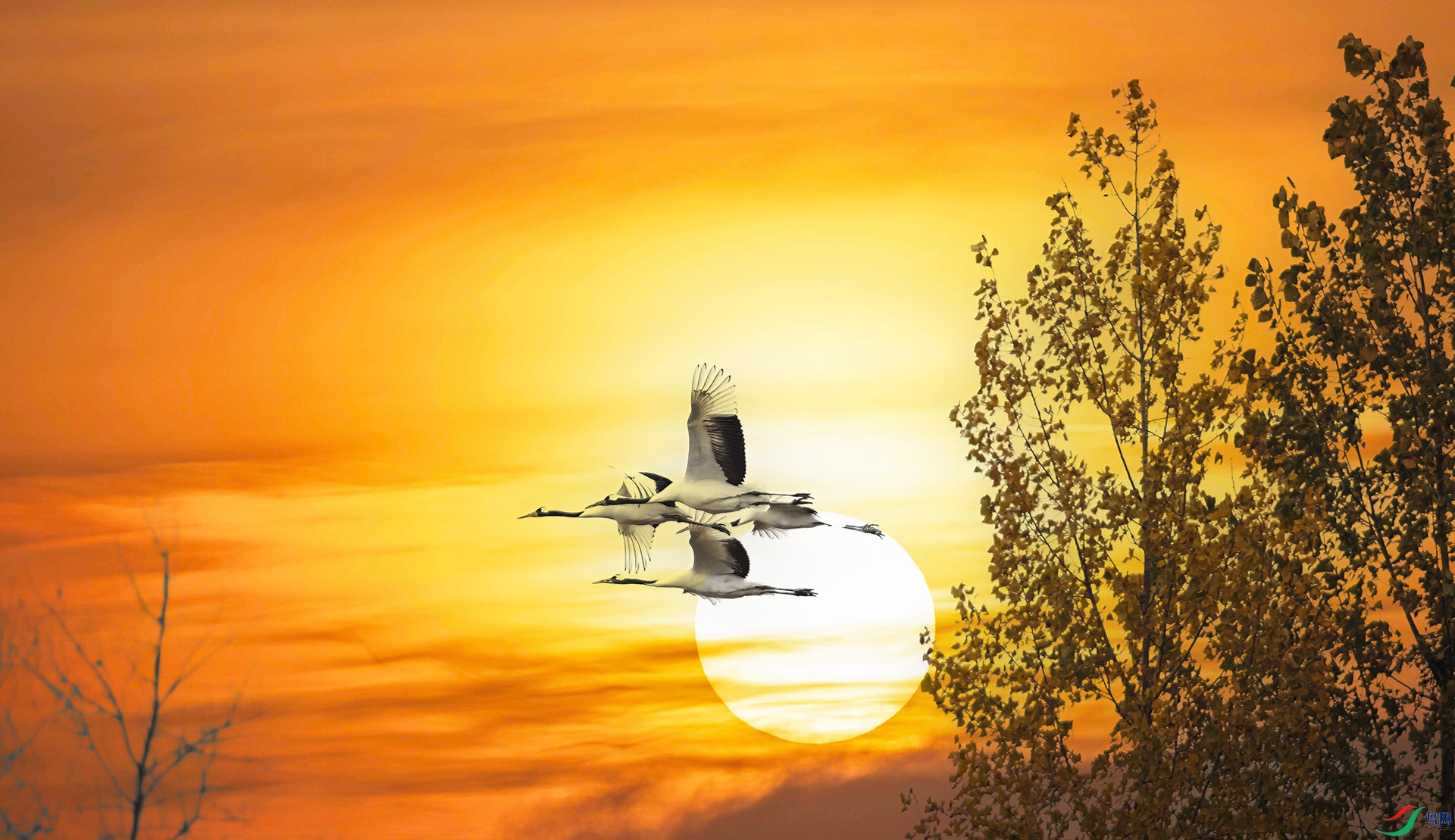 _S7I4919 ����-Sh----1 .jpg