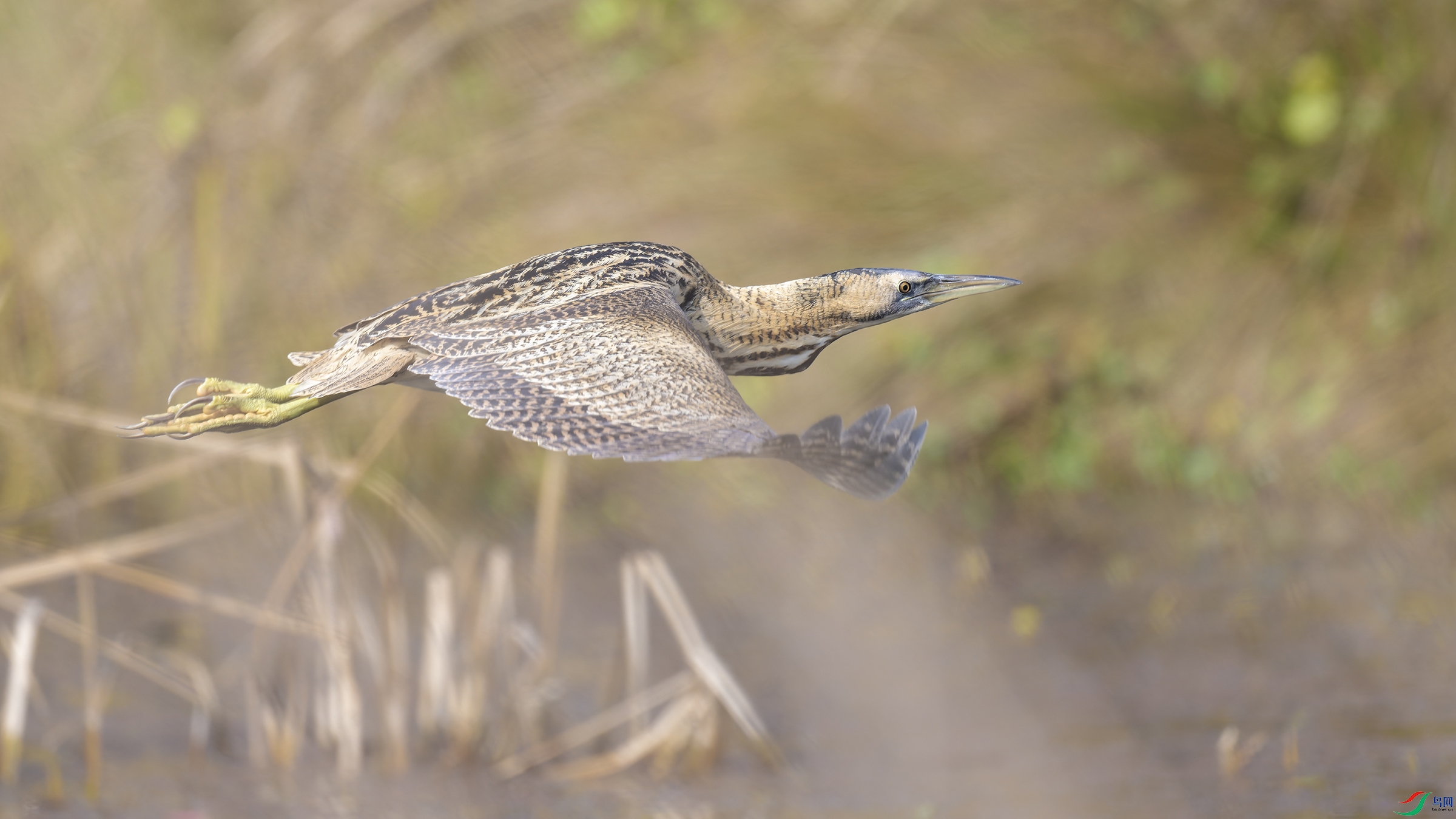 DSC_6468_DxO.jpg