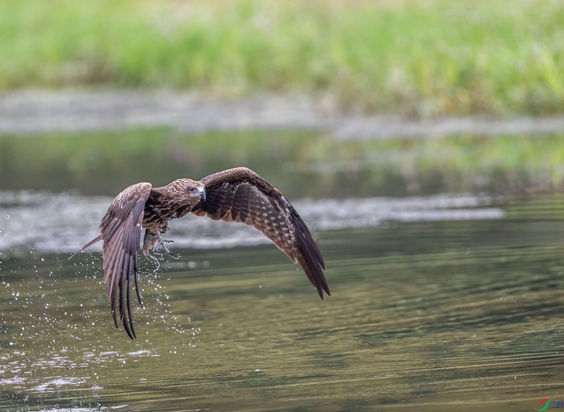 DSC_3653-1.jpg