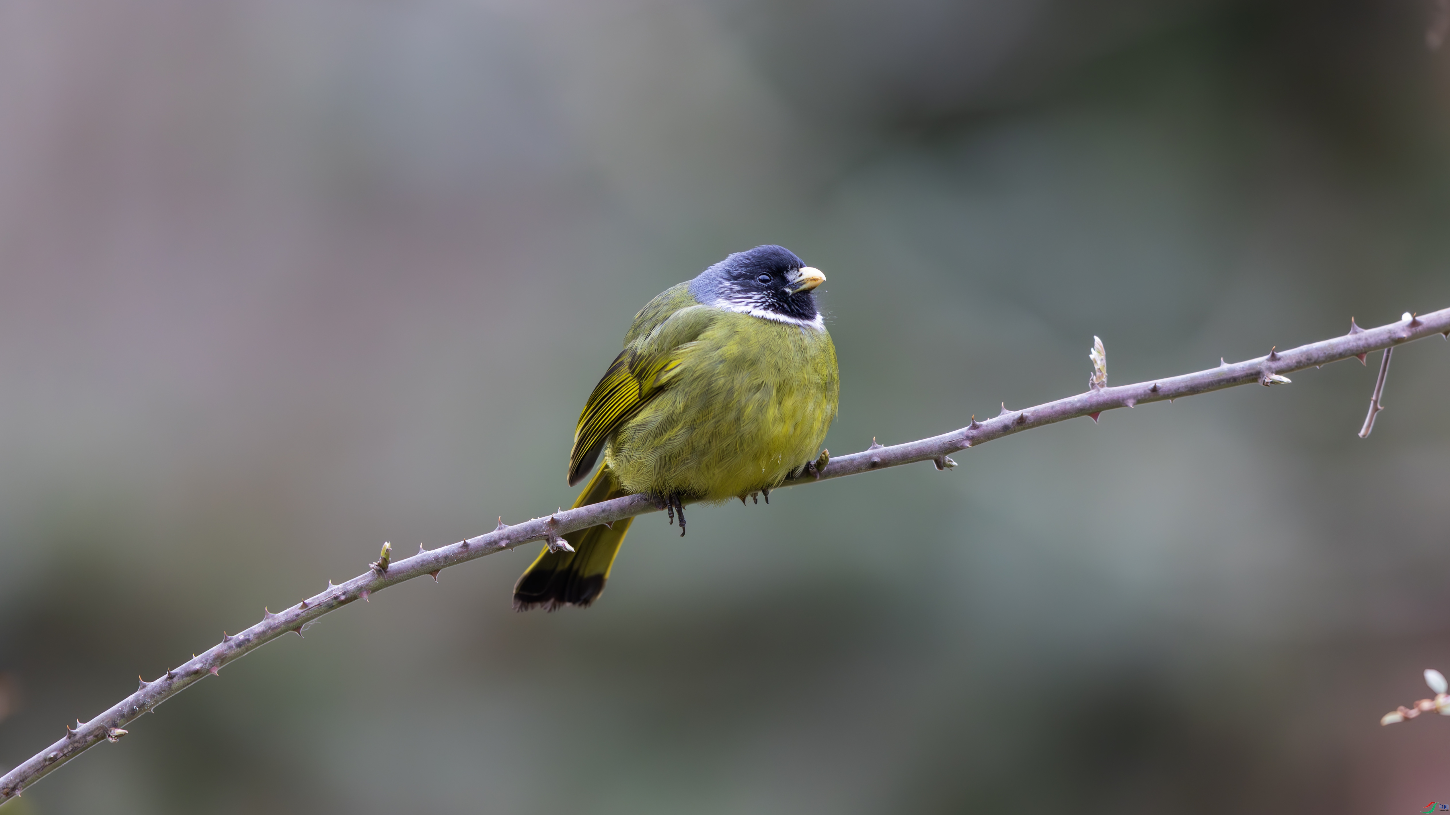 _O7A4688-����ǿ-NR ����.jpg