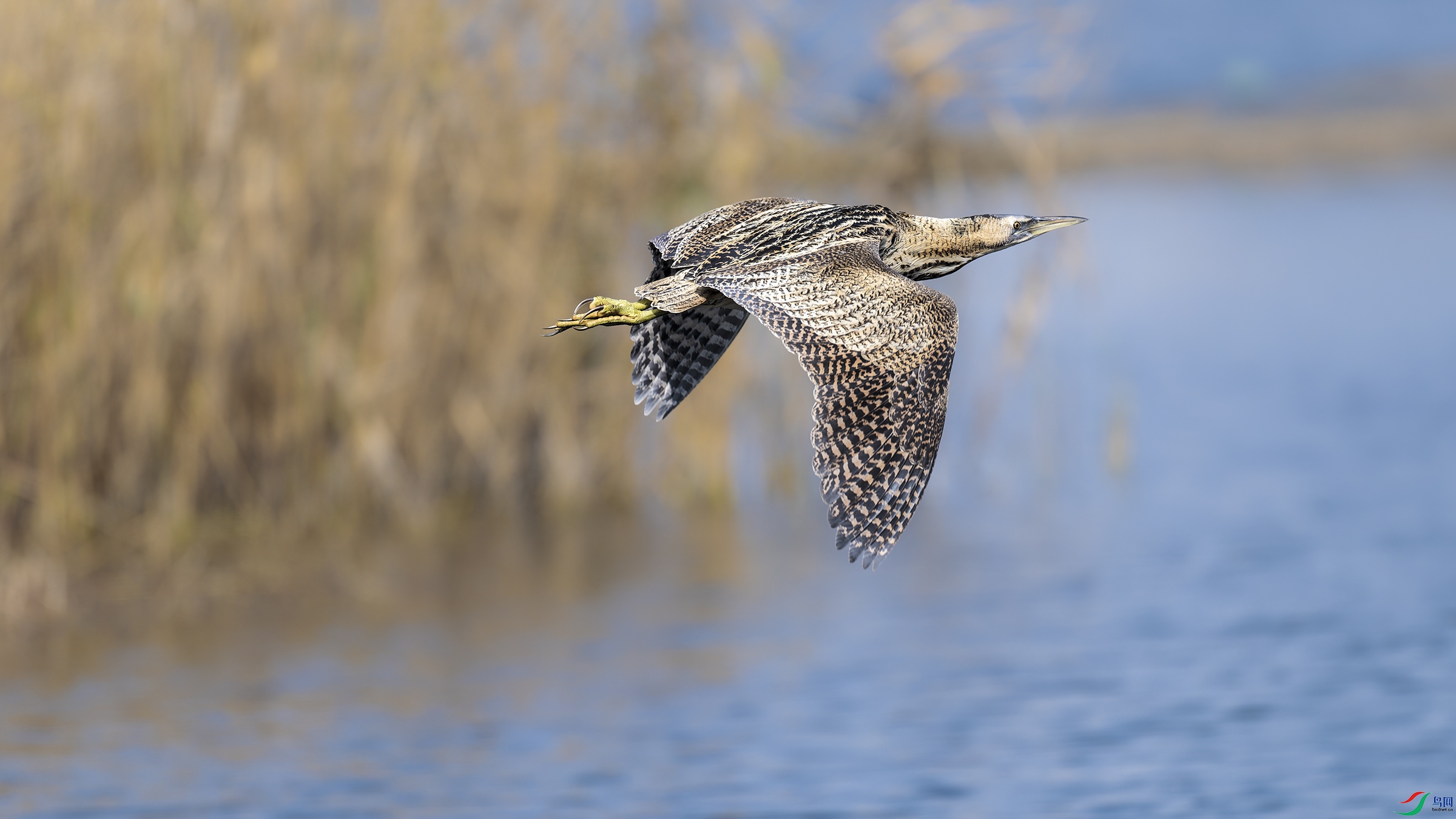 DSC_6509_DxO.jpg
