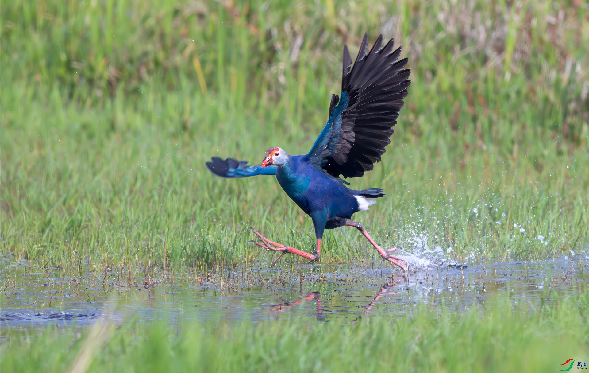 L25_3761-����ǿ-NR ����.jpg