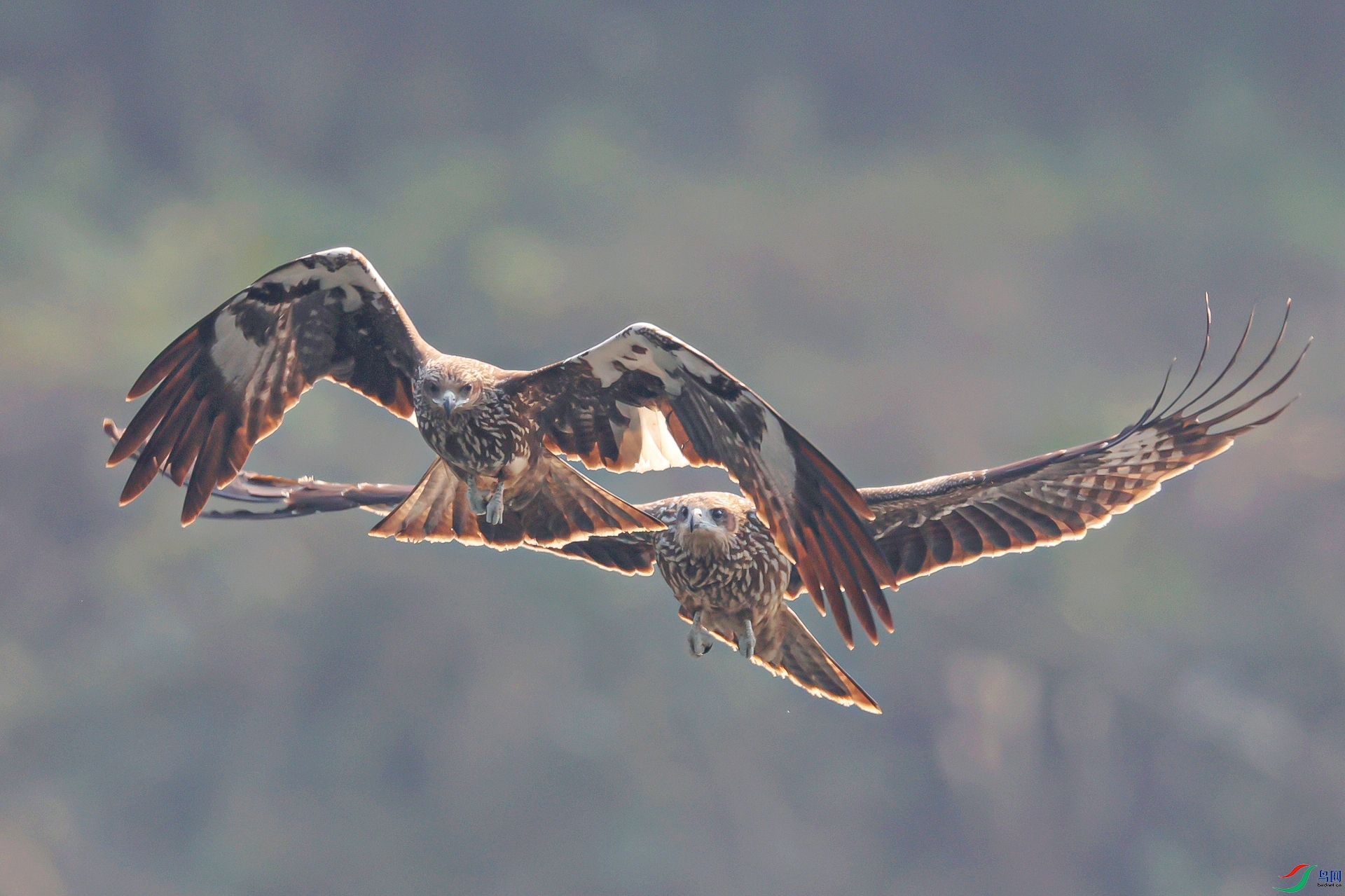 ����113A4510˫ ӥ��������.jpg