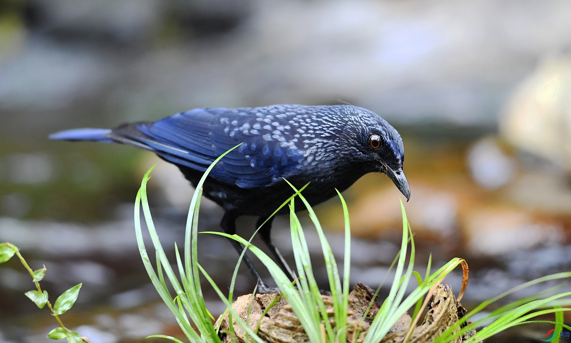 DSC_2998.jpg