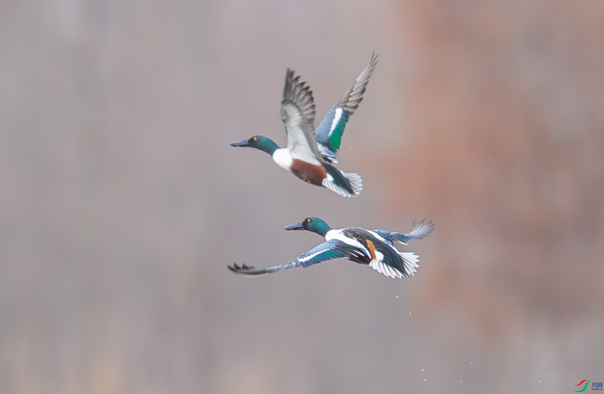 DSC_9668-����ǿ-NR.jpg