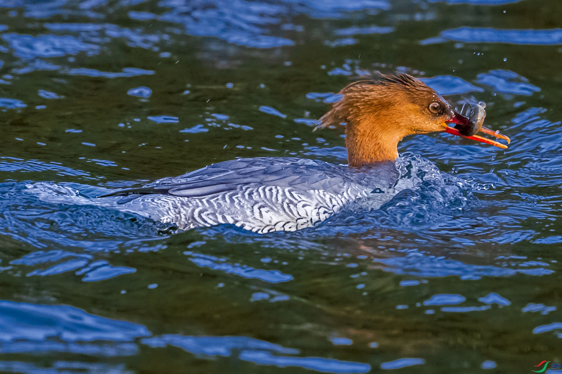 AF3I9132-2 ����444444.jpg