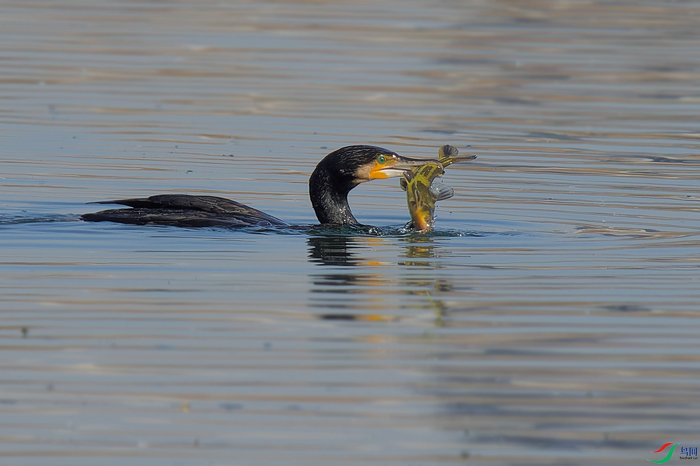 P1155358_DxO-1.jpg
