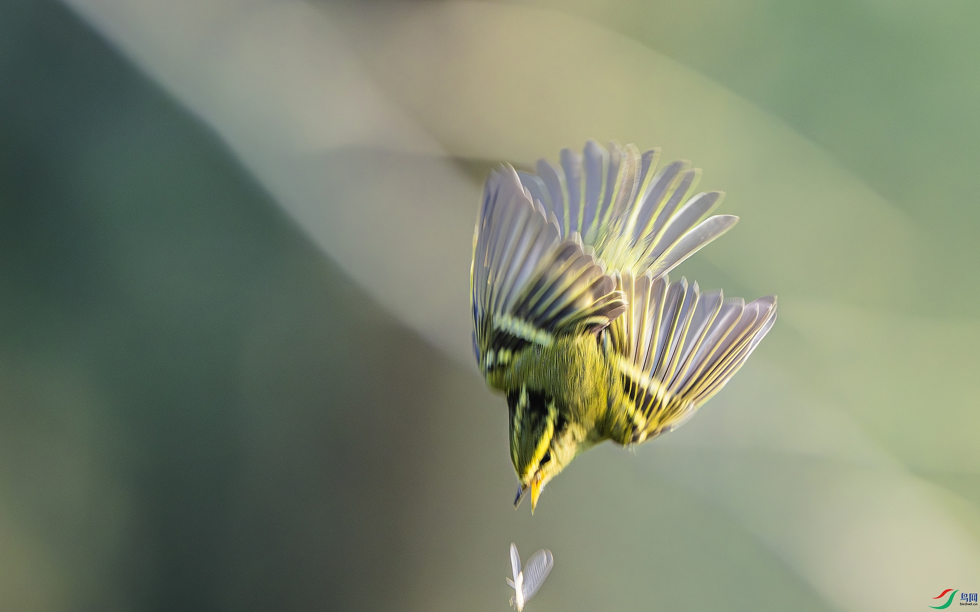 DSC_8416-����ǿ-NR ���� 2.jpg